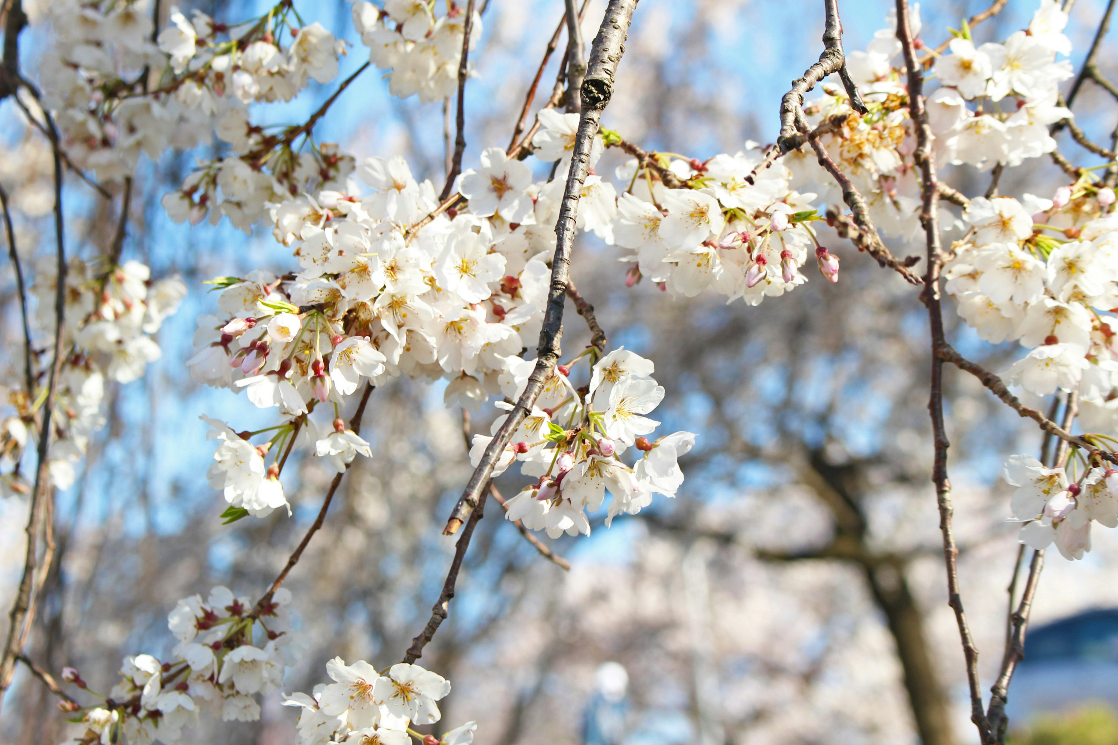 青空の下に咲く白い桜の花と枝