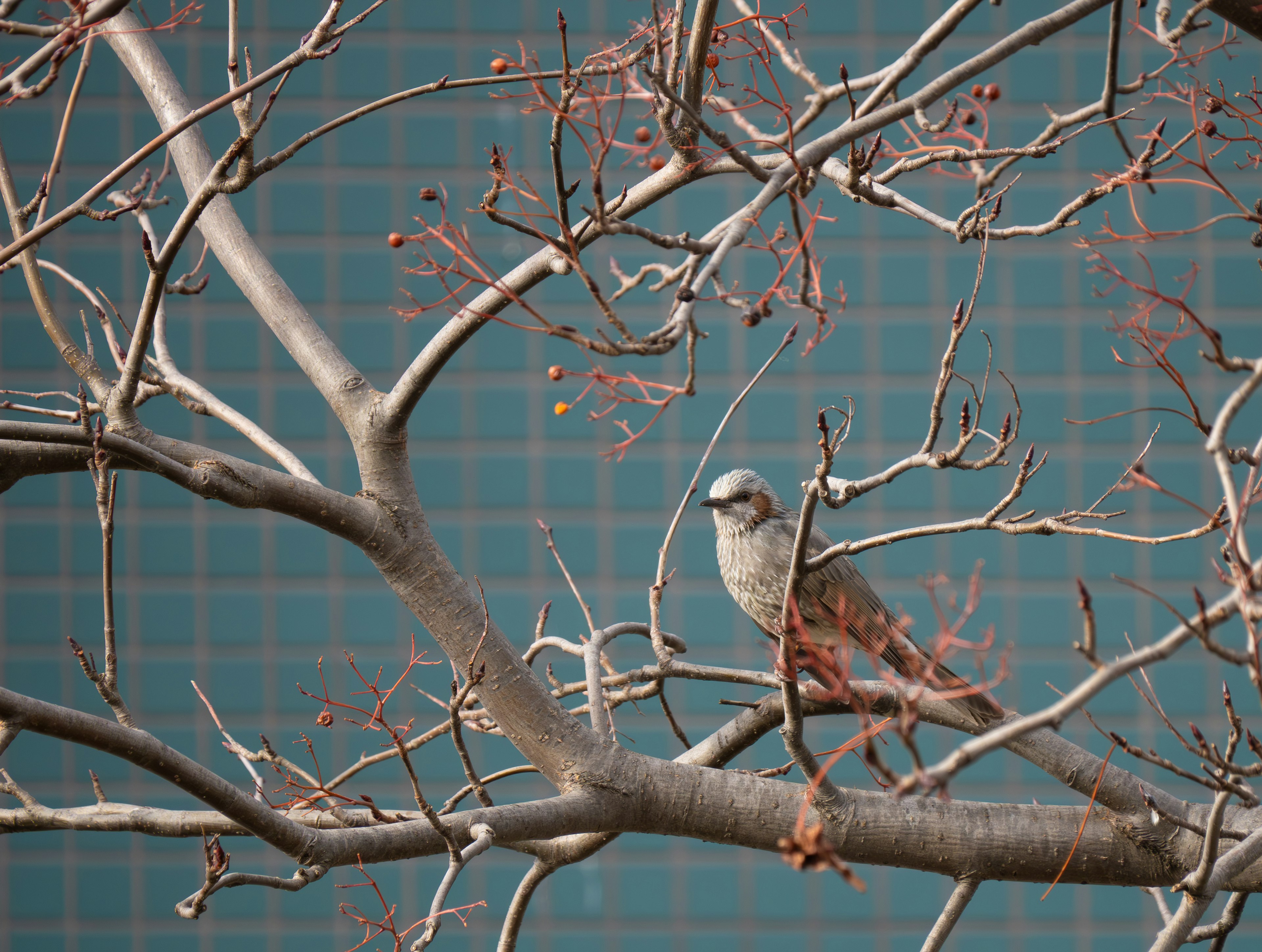 A small bird perched on branches with a blue background