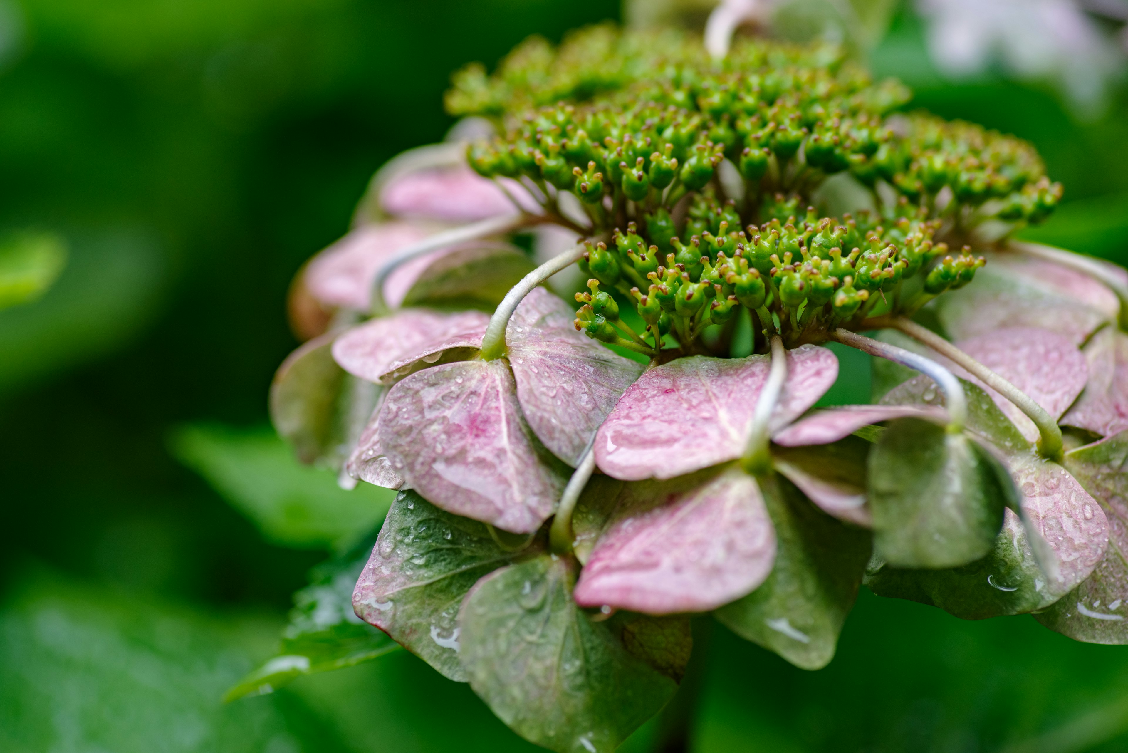 Pink petals with water droplets and a cluster of small green flowers on green leaves