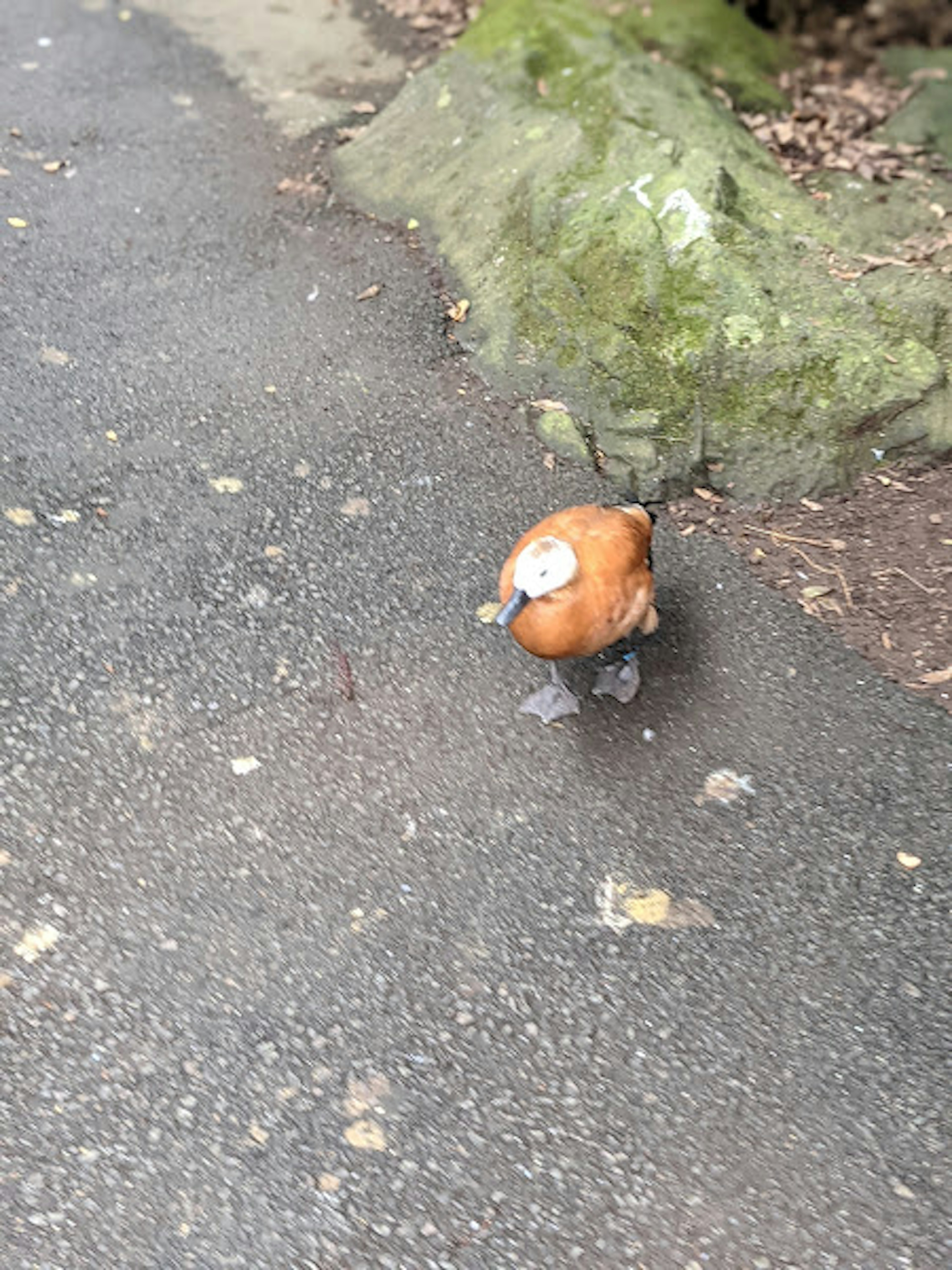 Pájaro naranja caminando por un camino