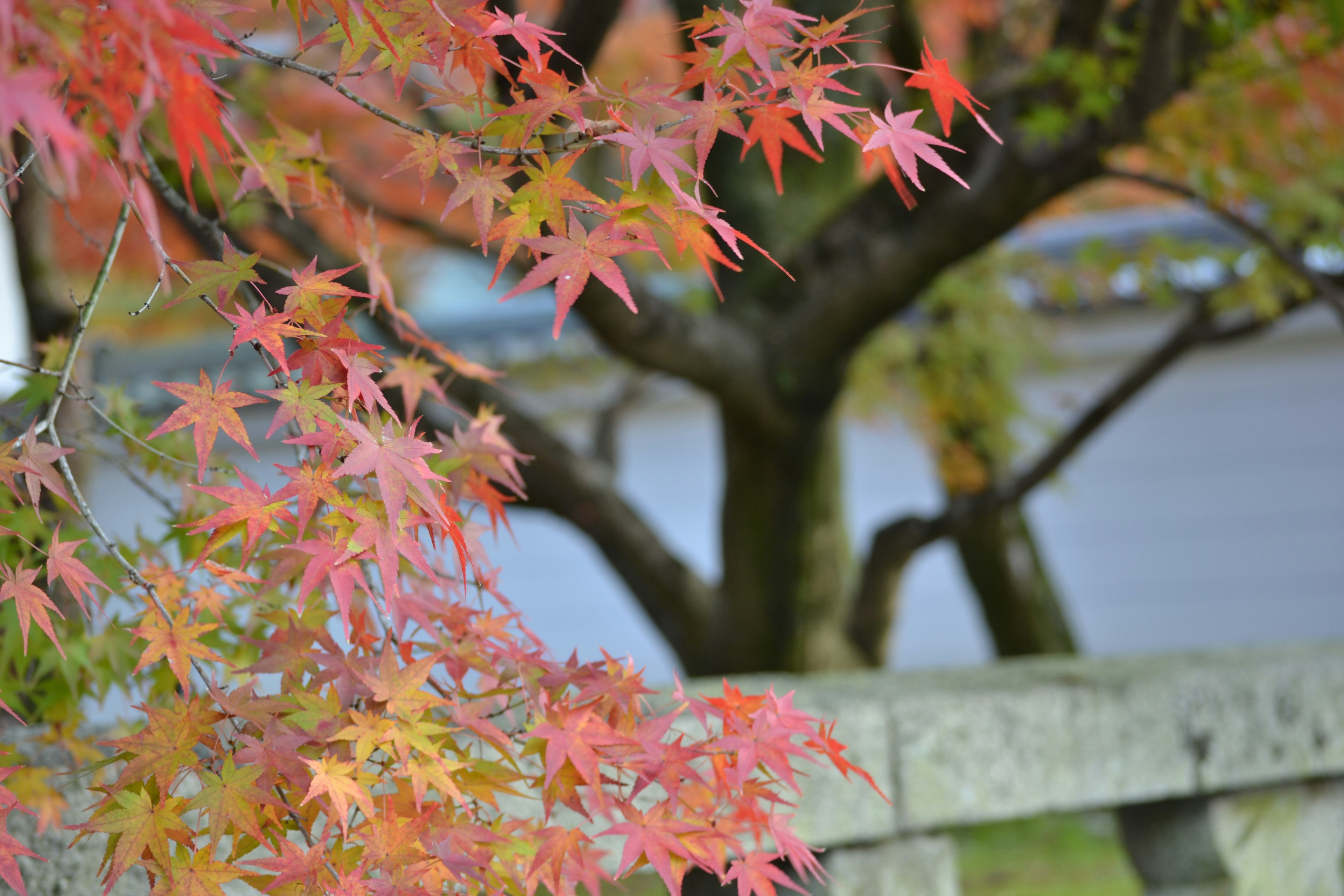 秋の紅葉が美しいもみじの葉と背景の木