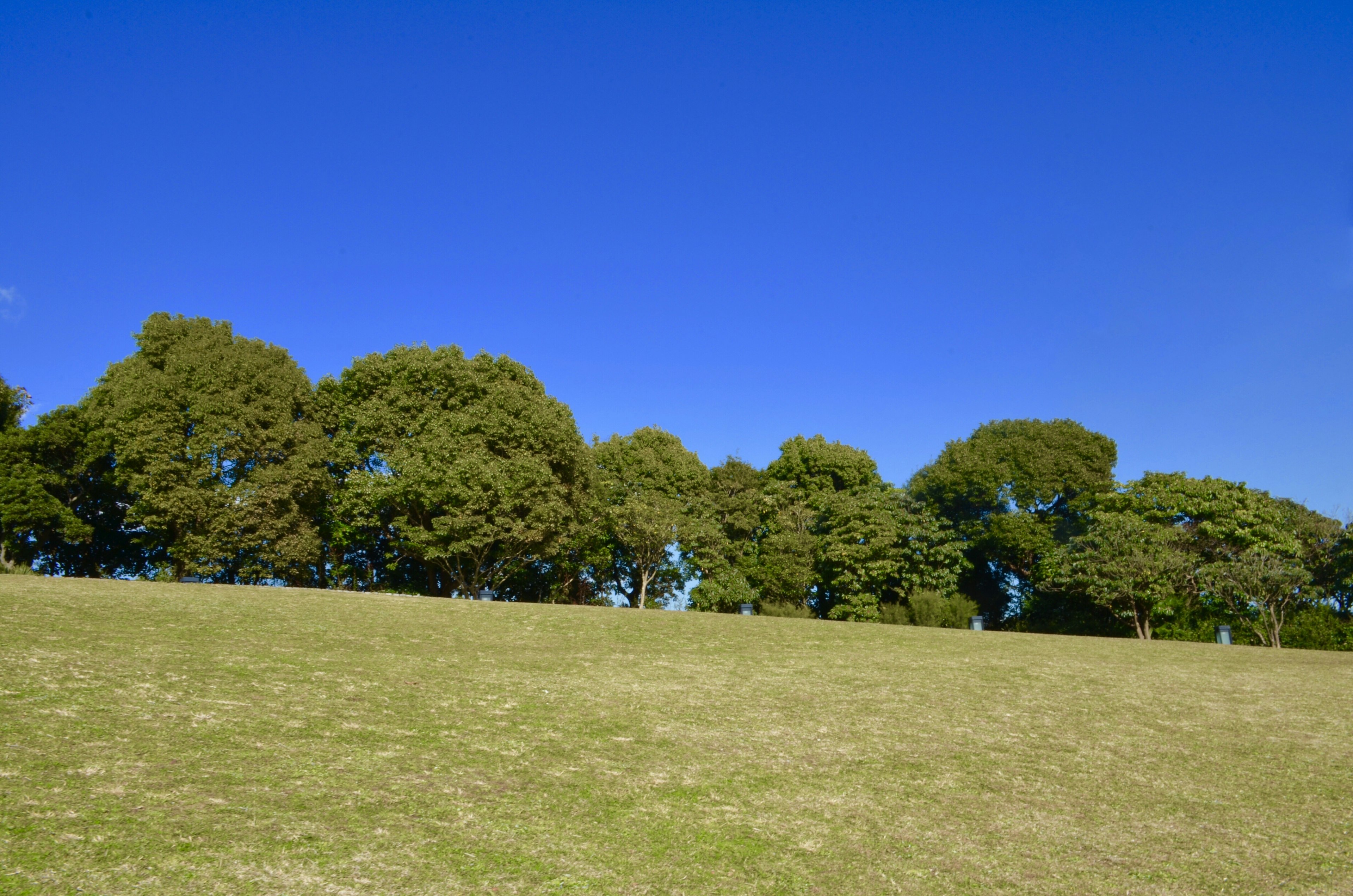 Campo erboso verde con alberi sotto un cielo blu