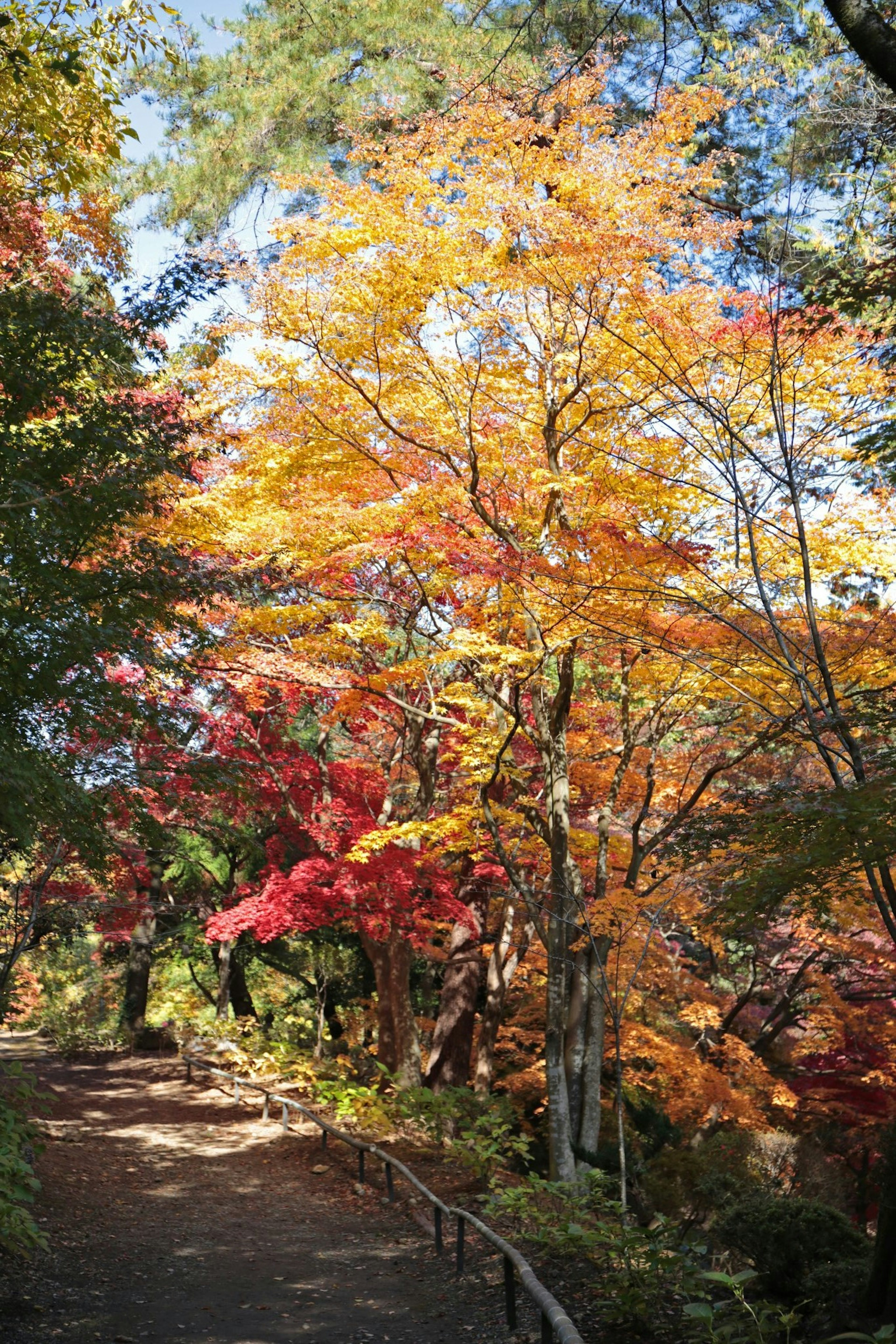 Fogliazione autunnale colorata lungo un sentiero sereno