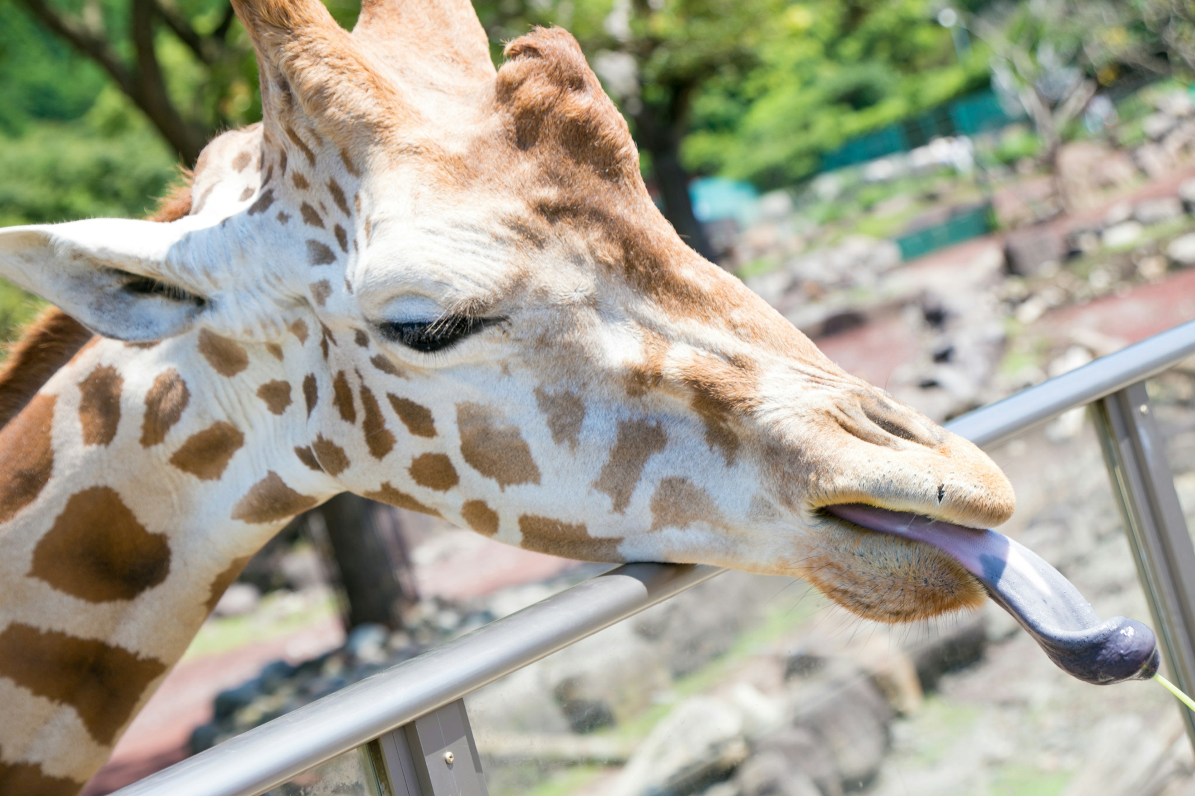 Primo piano di una giraffa che estende la sua lunga lingua