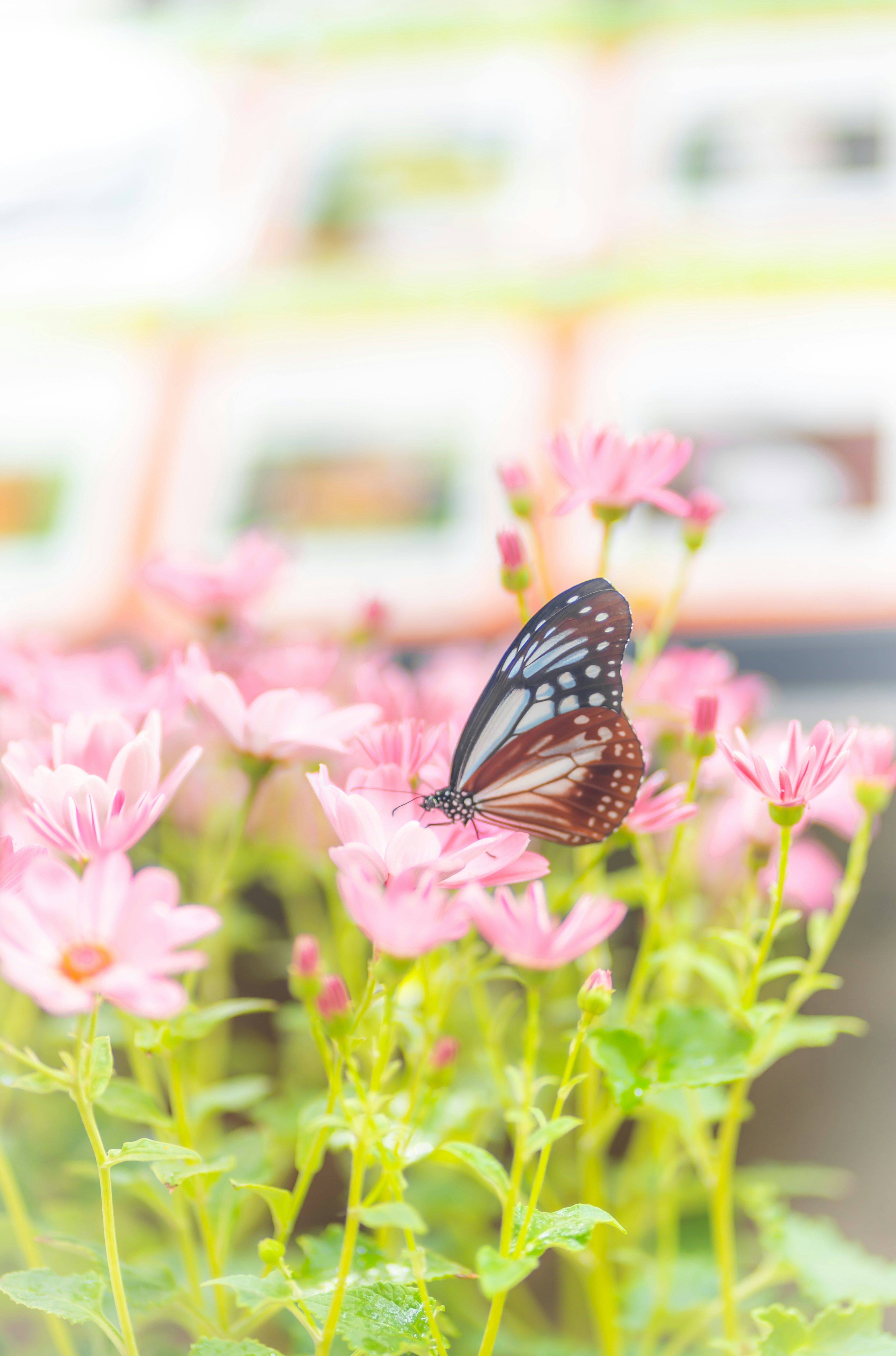 Una bellissima farfalla posata su fiori rosa in un'immagine sfocata