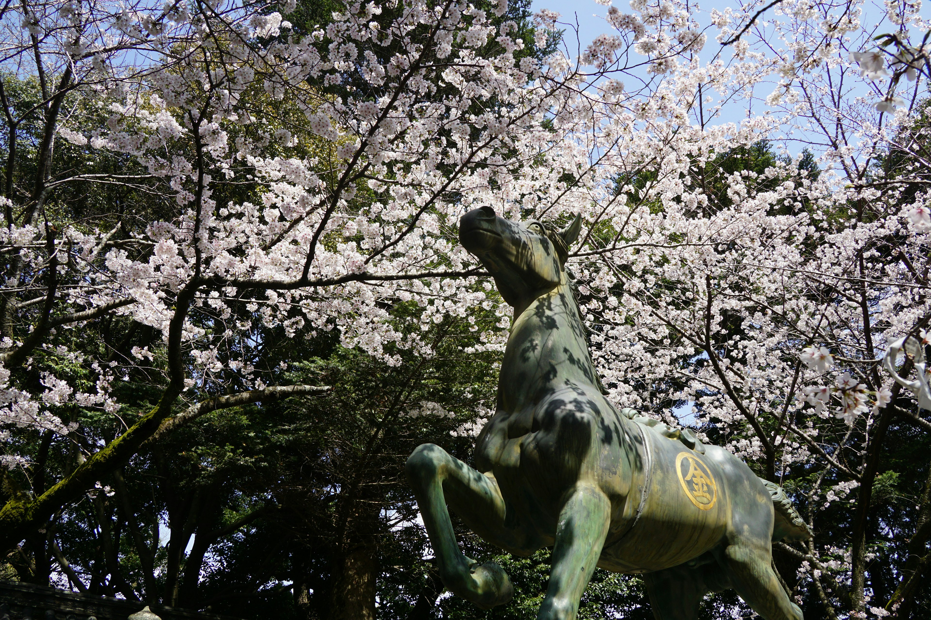 Une statue de cheval se cabrant sous des cerisiers en fleurs