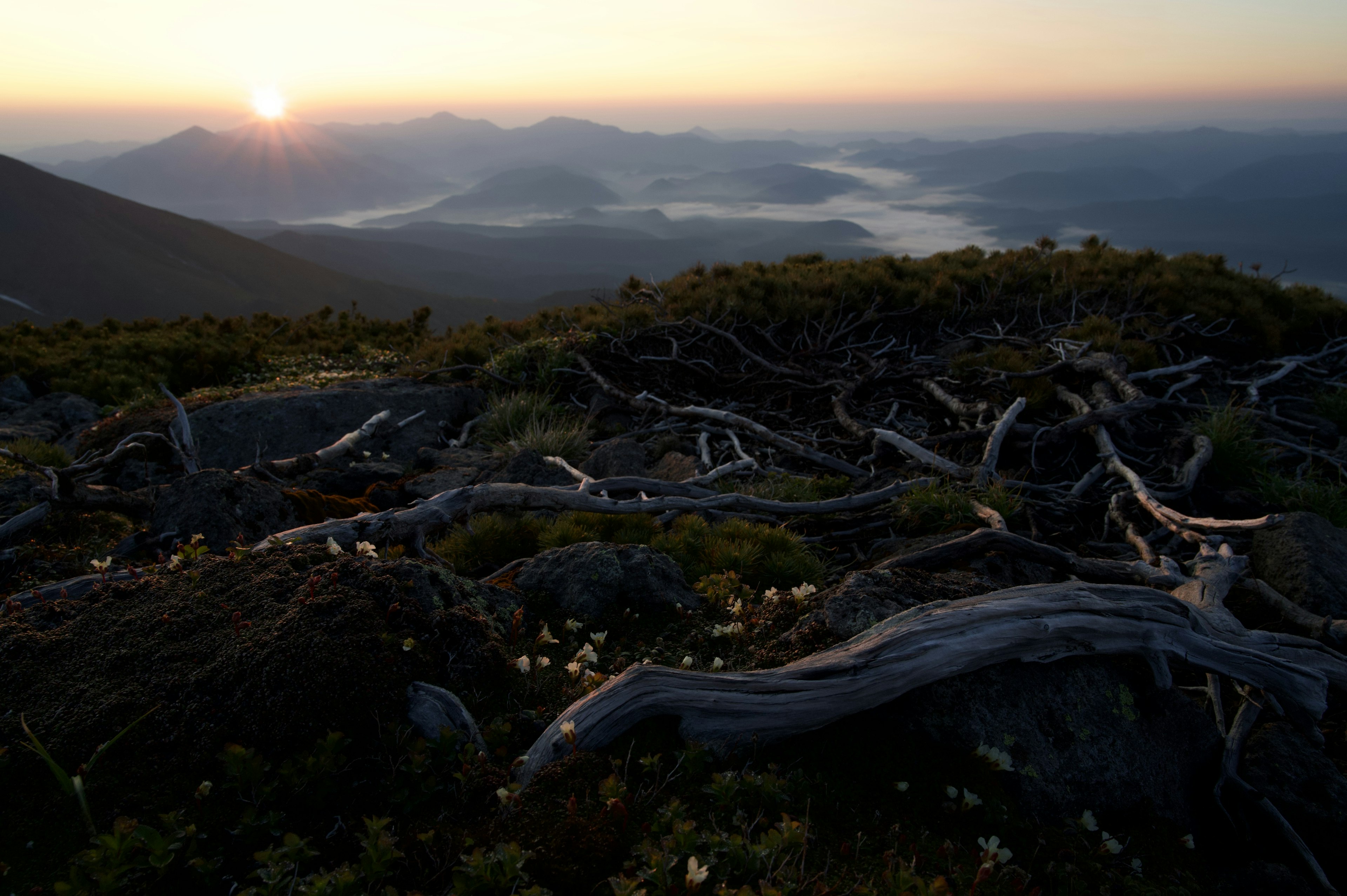 Paysage de montagne avec lever de soleil et racines d'arbres noueuses