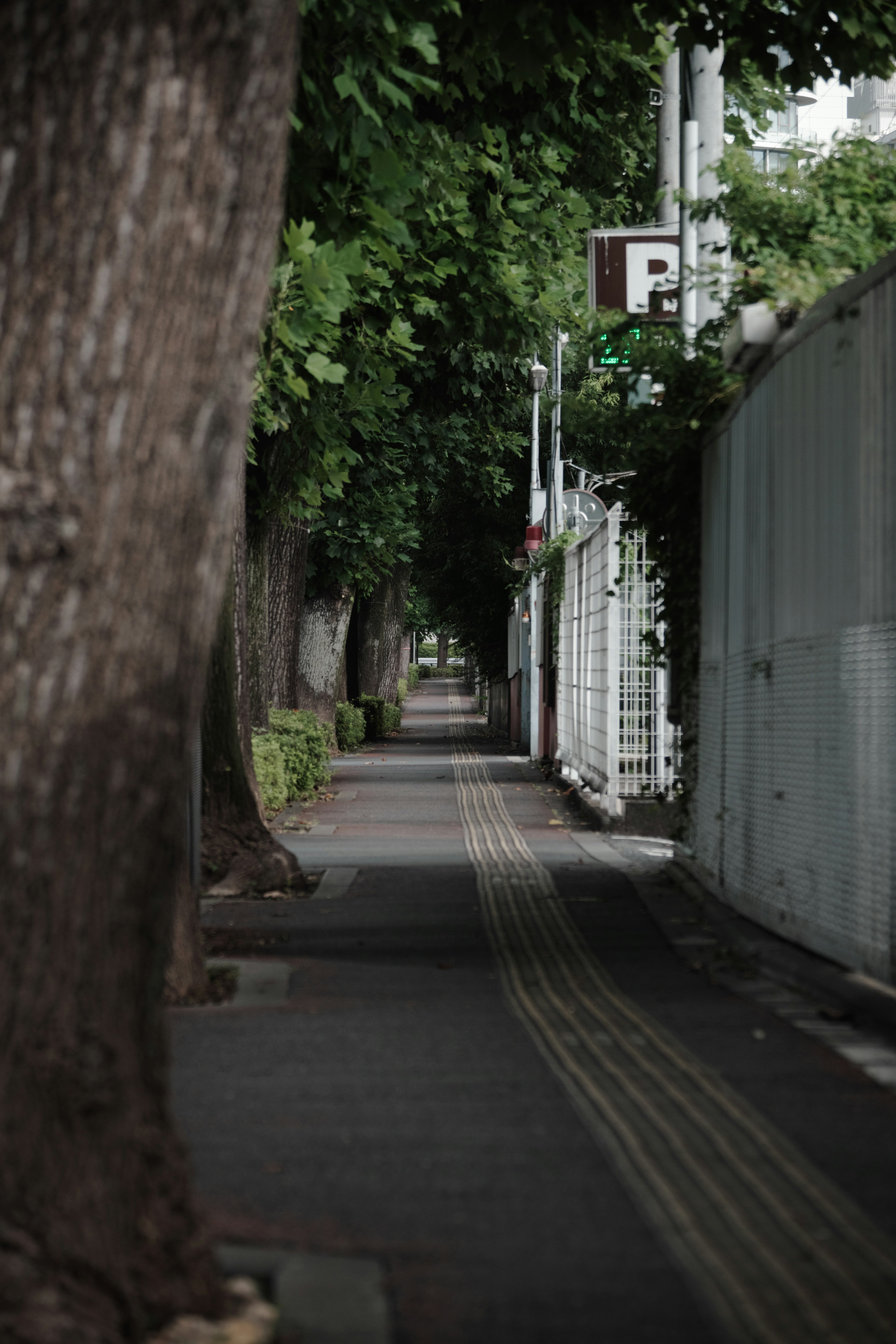 Quiet street scene surrounded by green trees