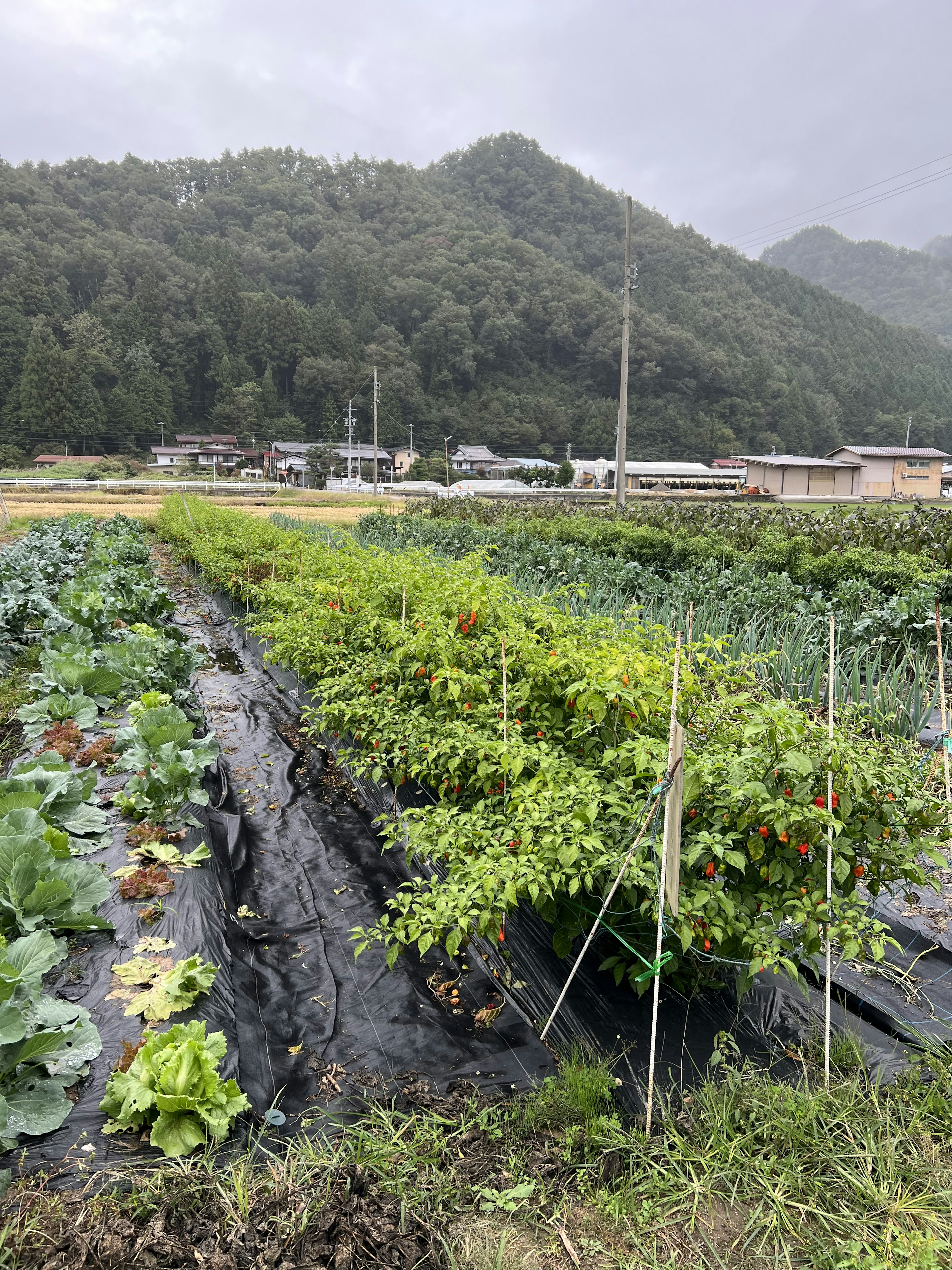 Campo de verduras exuberantes con montañas al fondo