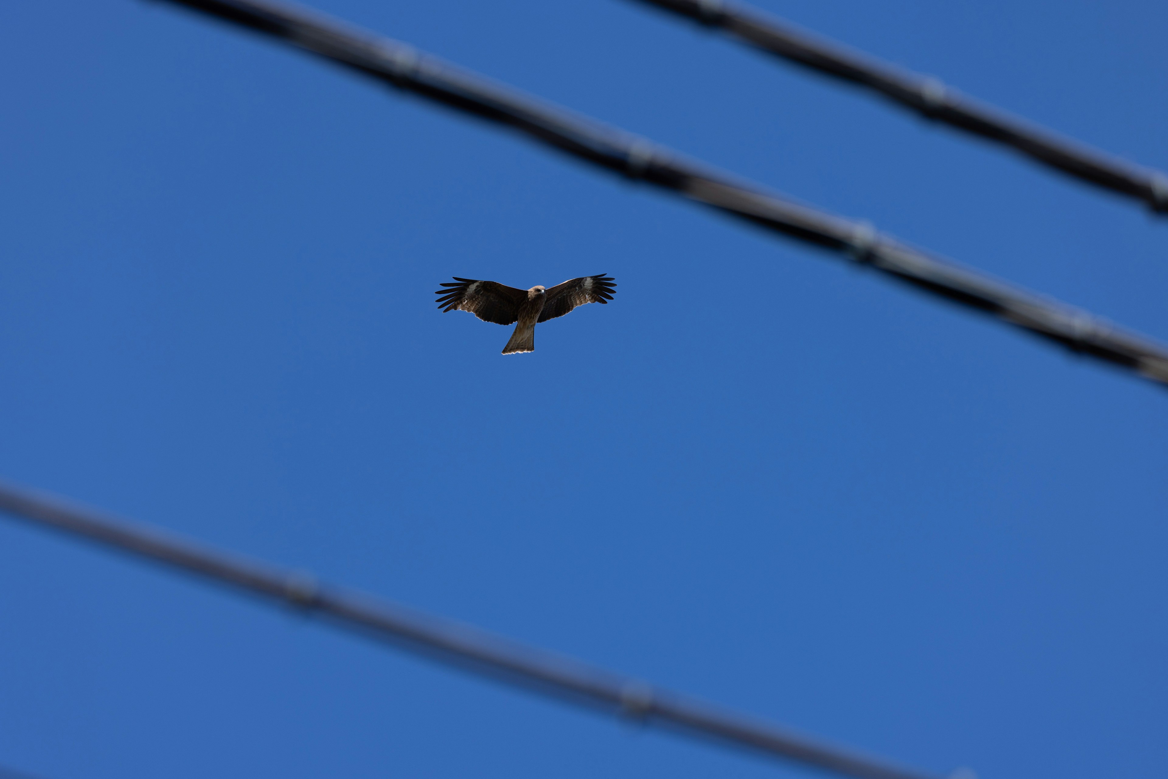 Vogel fliegt vor einem klaren blauen Himmel mit Stromleitungen