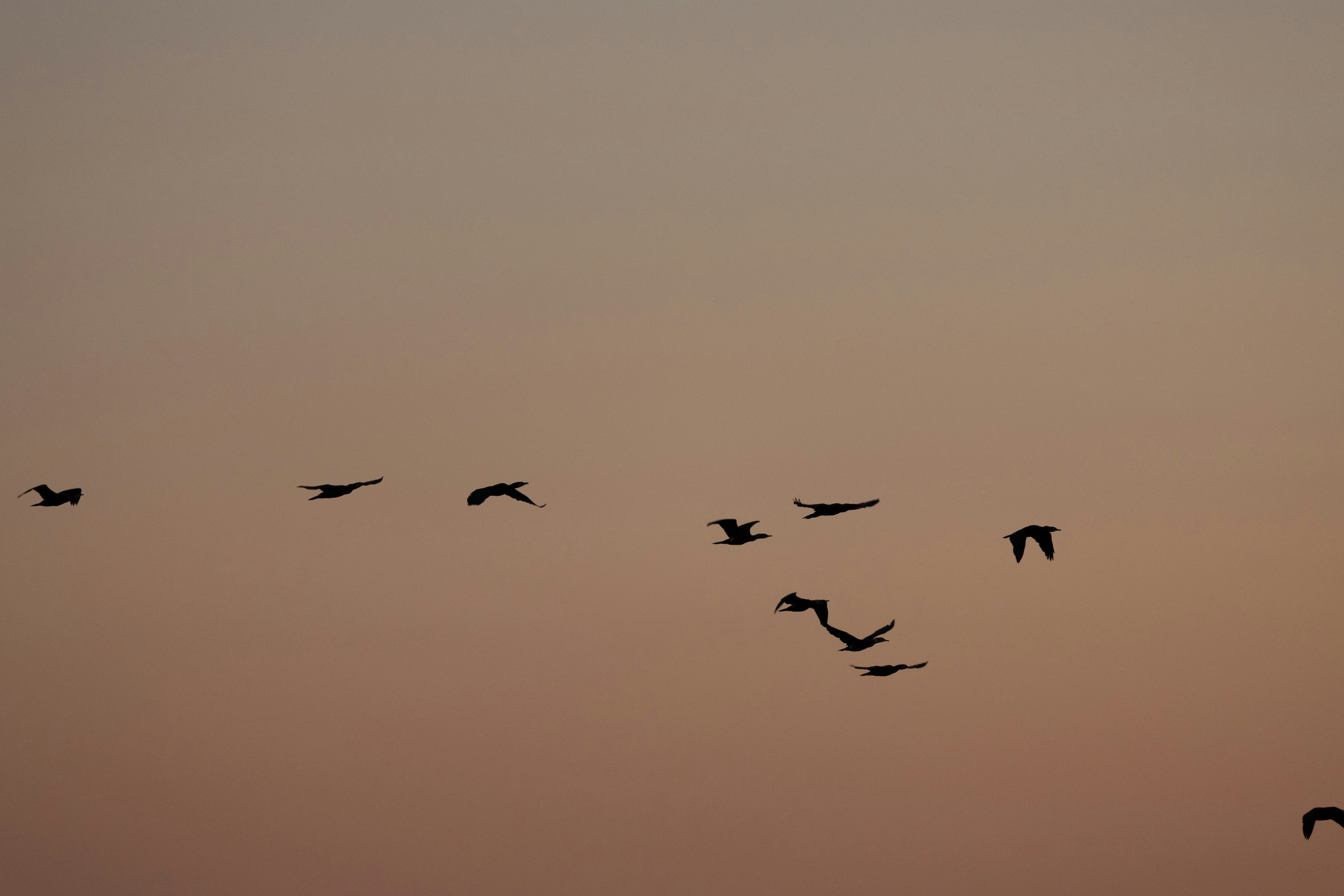 夕焼けの空を背景に飛ぶ鳥の群れ