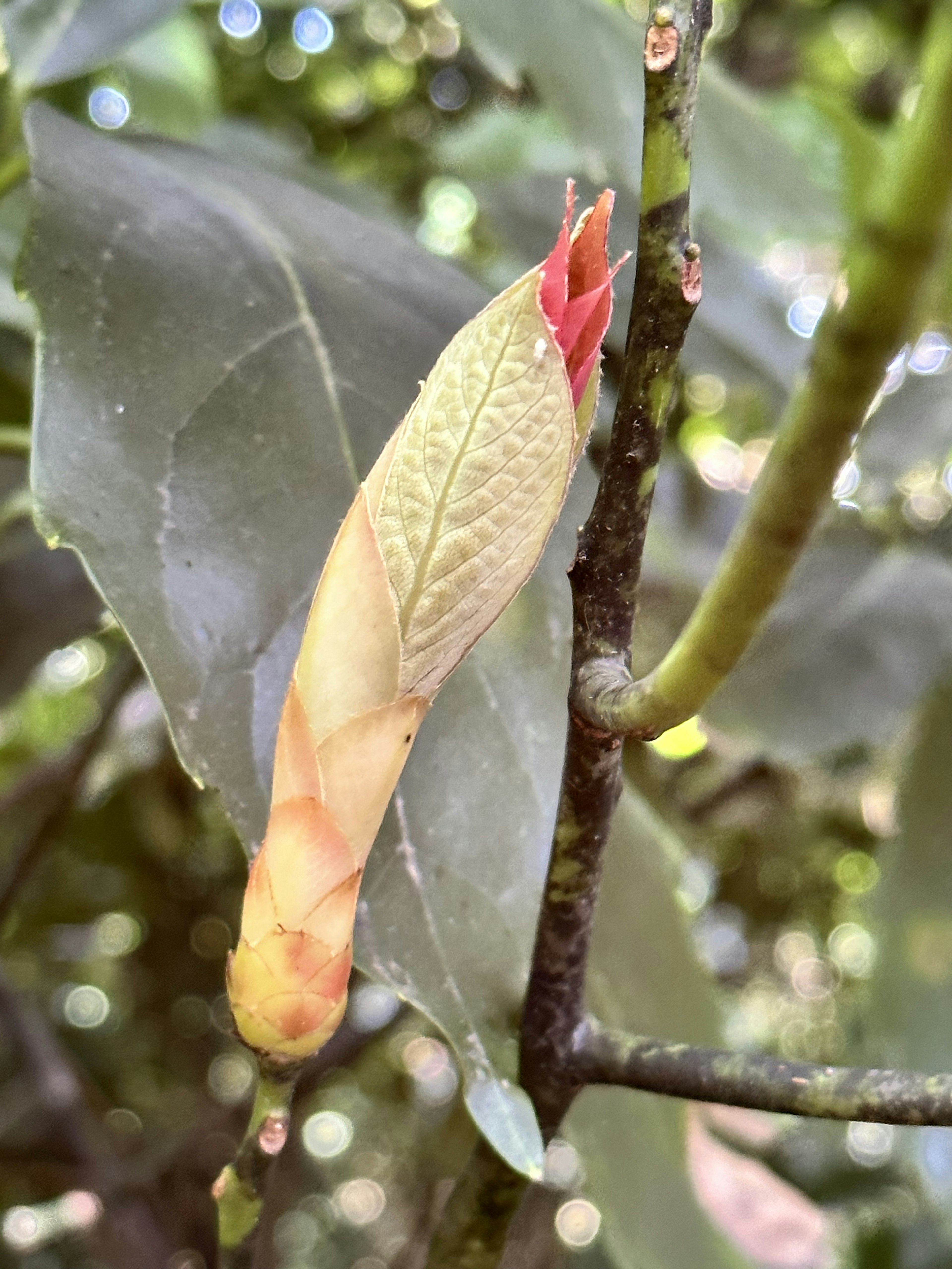 新しい葉が成長する木の枝の近くの植物