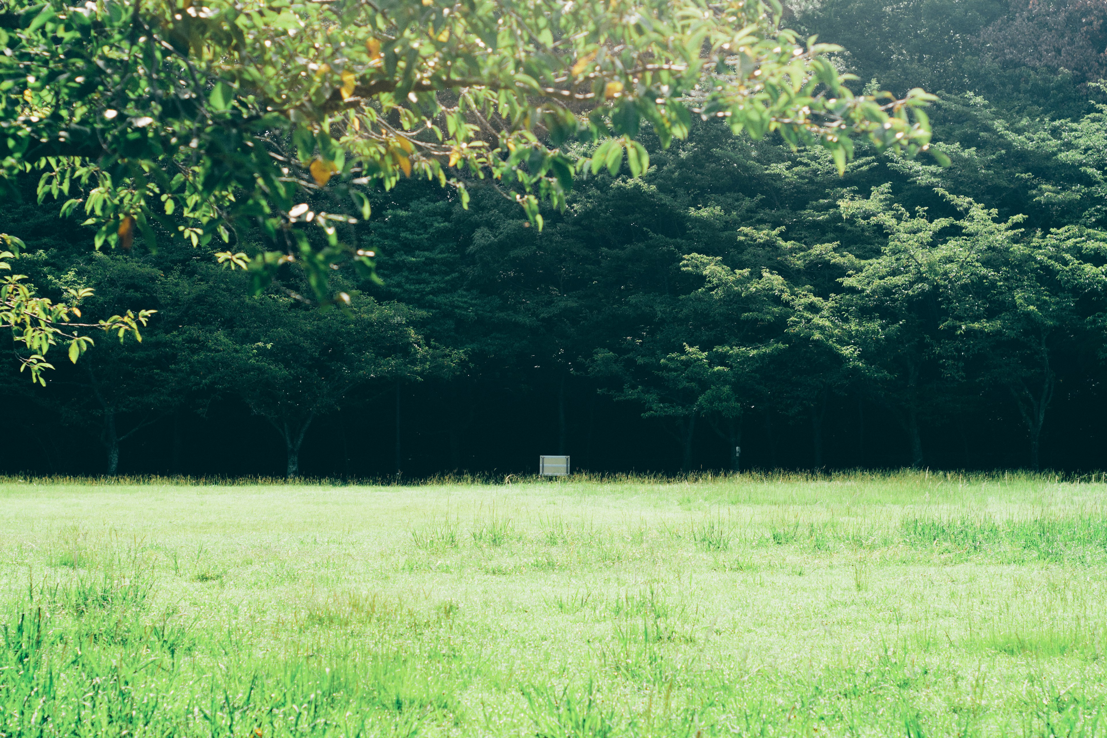 A lush green meadow with trees in the background featuring a small white object in the distance