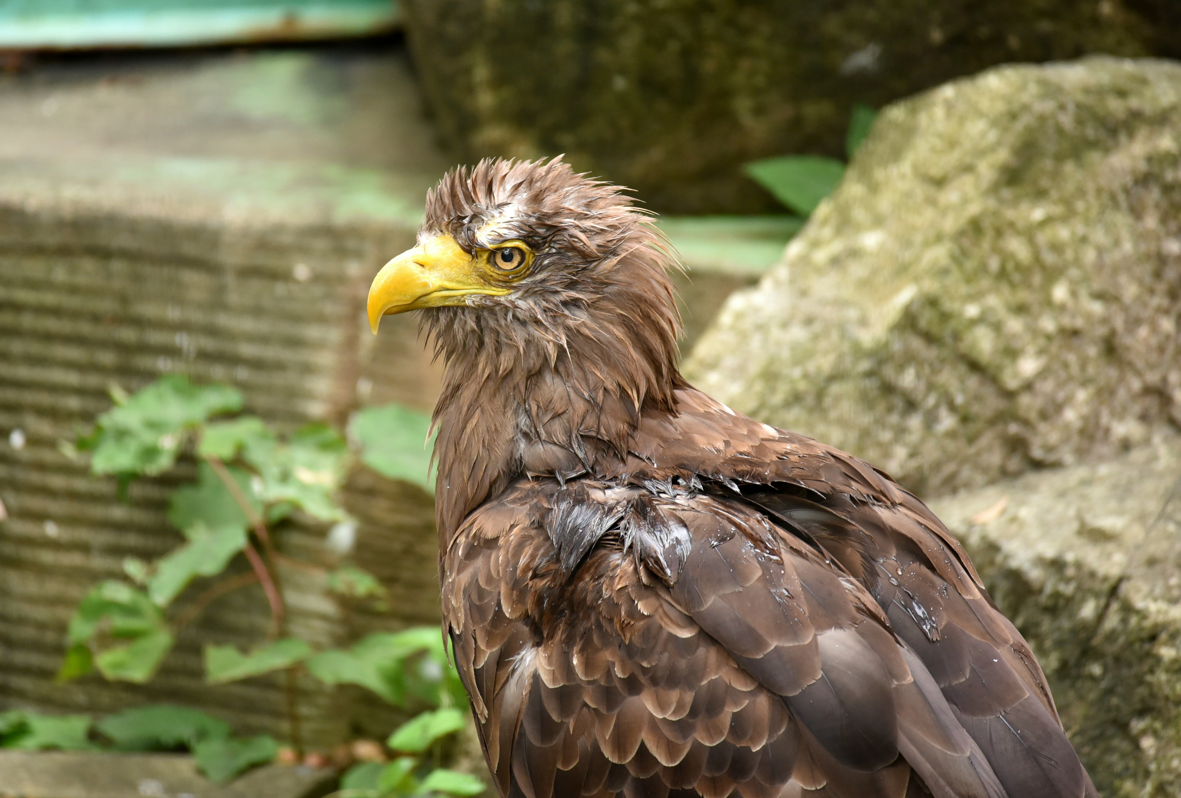 Profile of a brown-feathered eagle with green leaves in the background