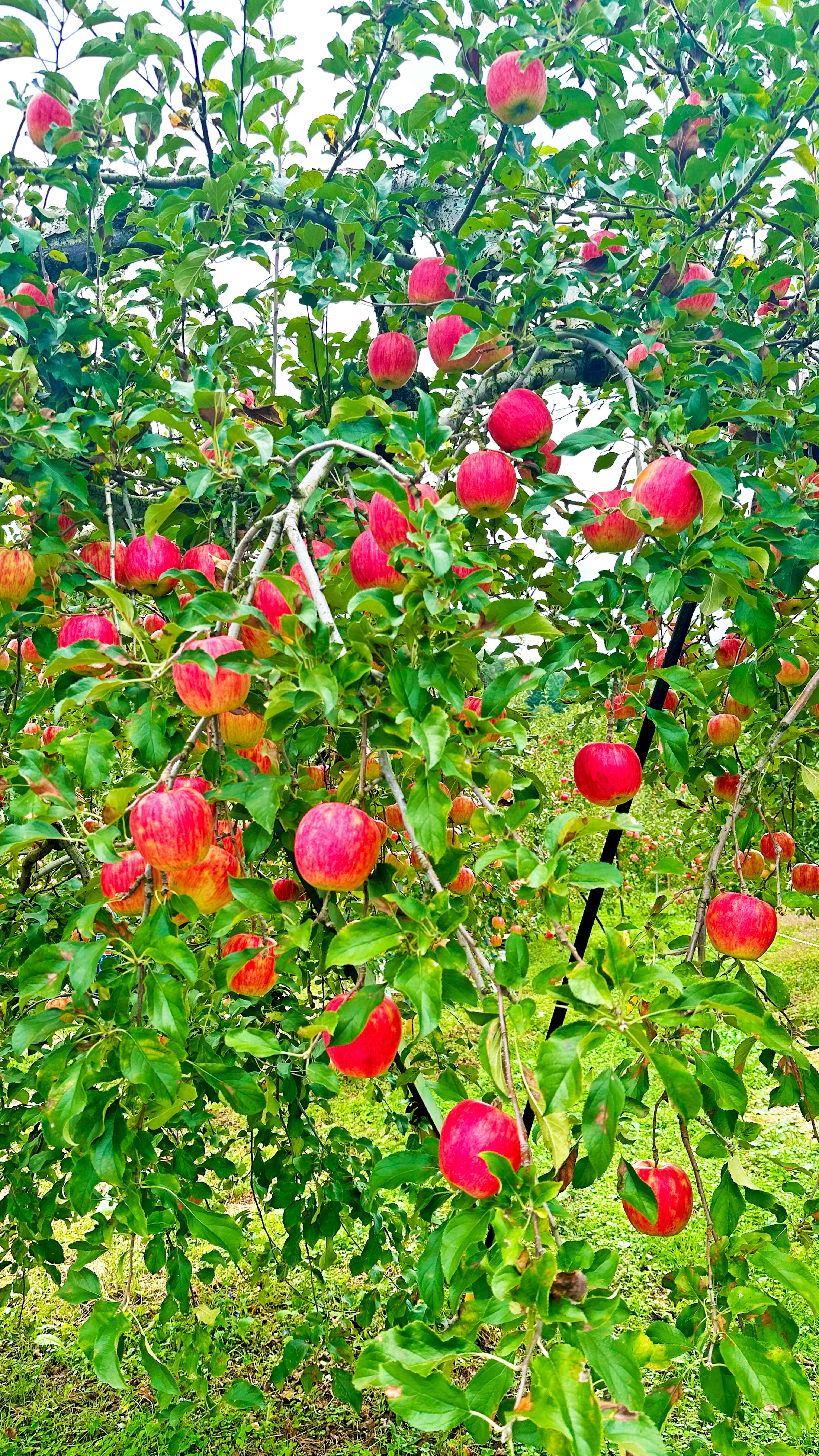 Tree branch with numerous red apples