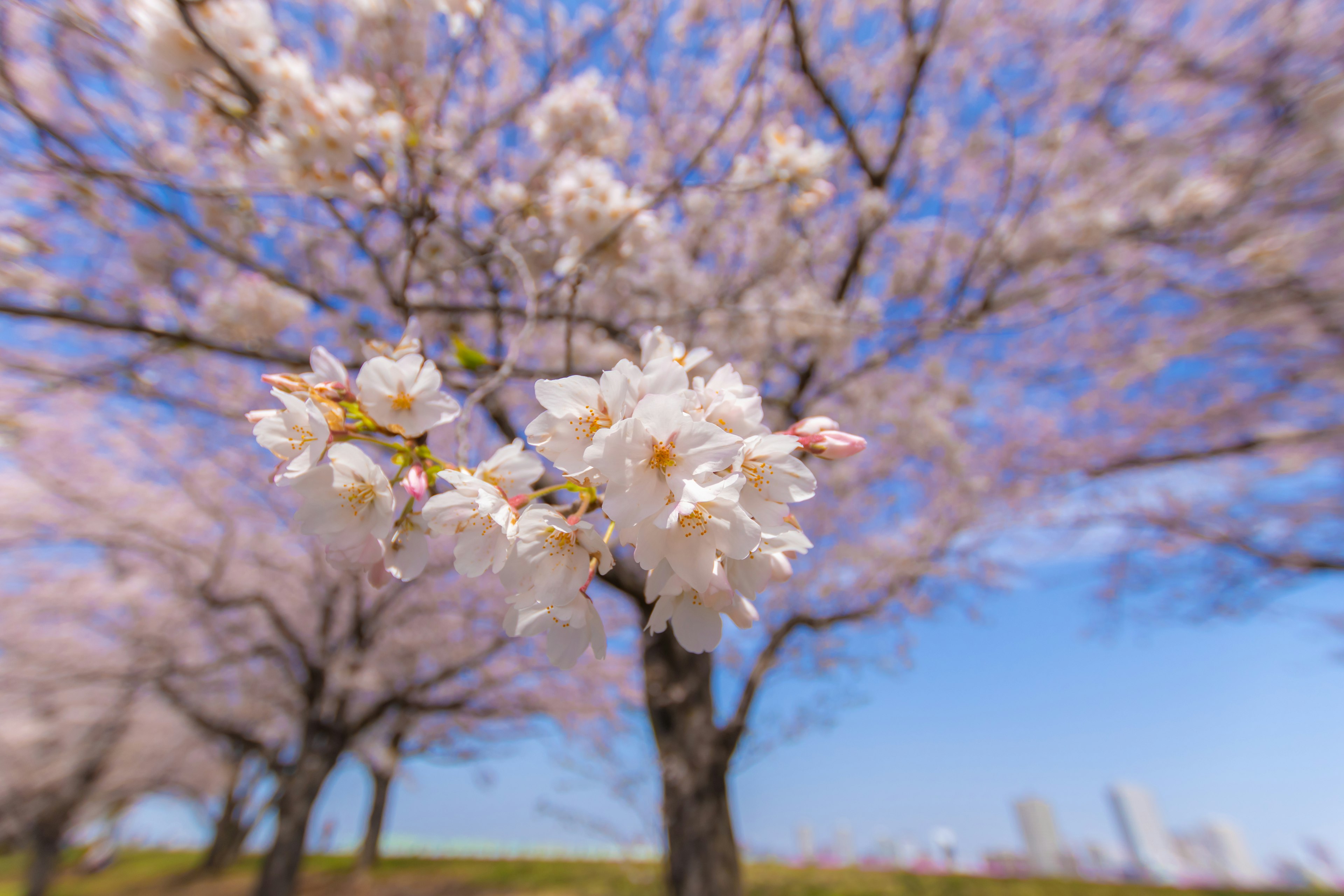 桜の花が咲いている美しい風景青空とピンクの花びらが映える