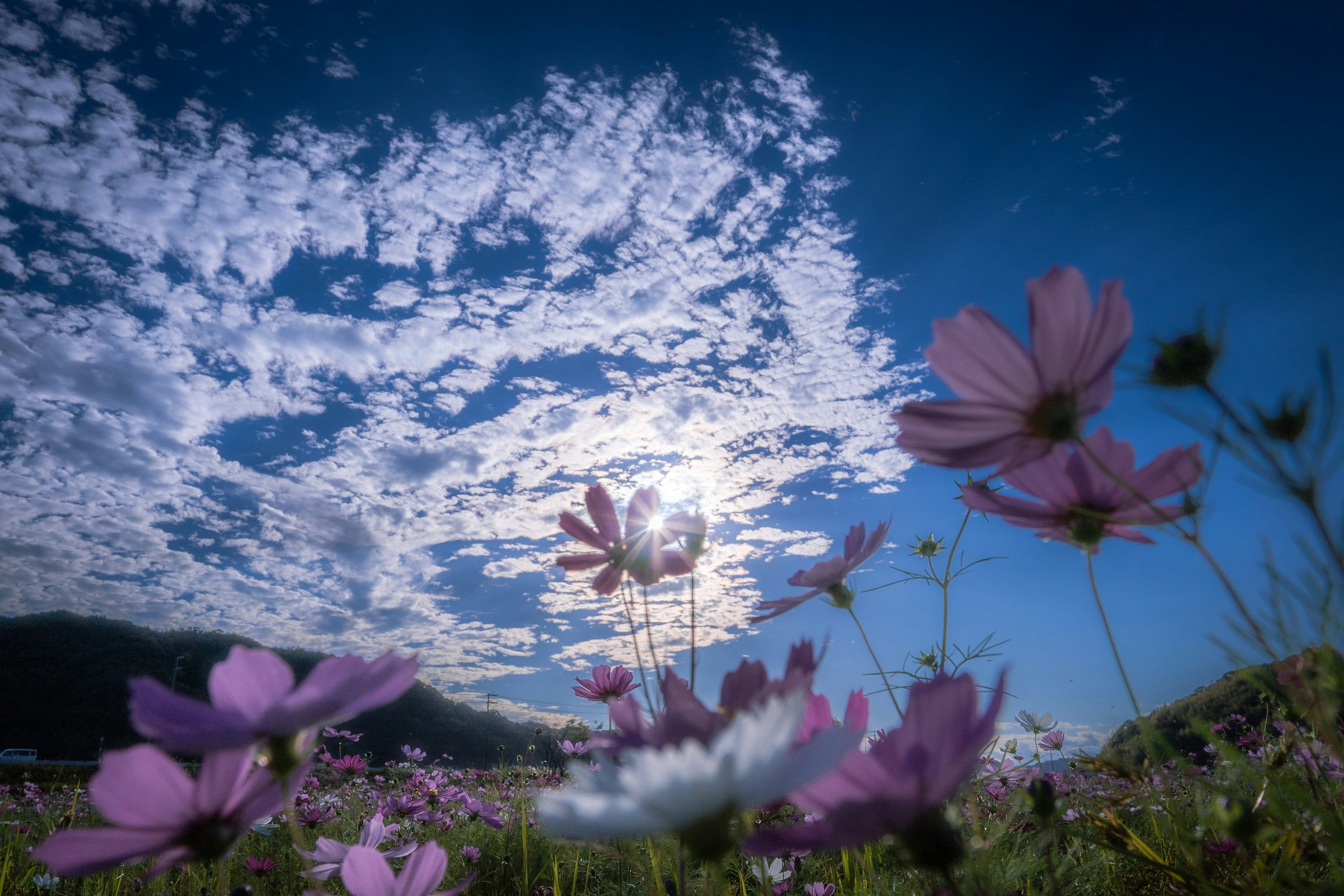 青空と白い雲の下に咲くコスモスの花々