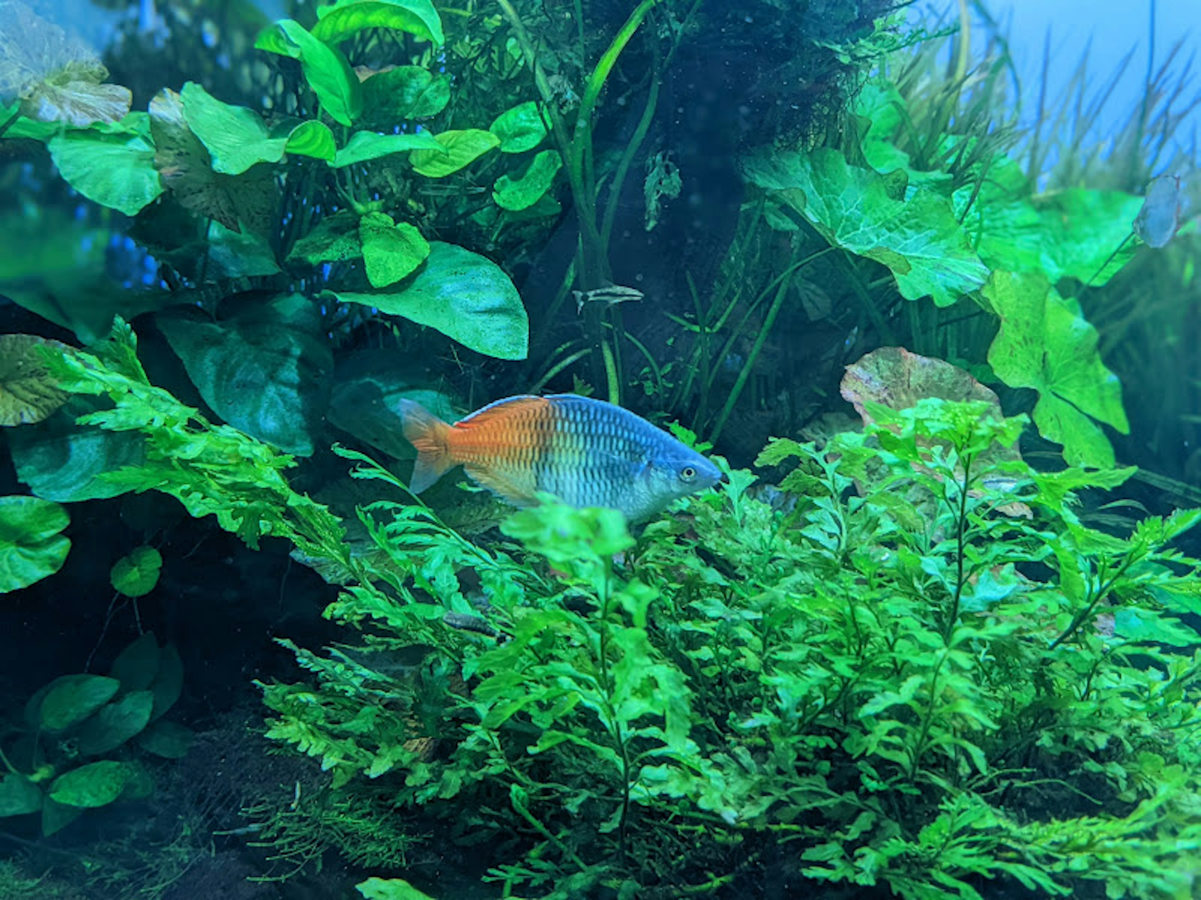 Orange Fisch versteckt sich zwischen grünen Wasserpflanzen