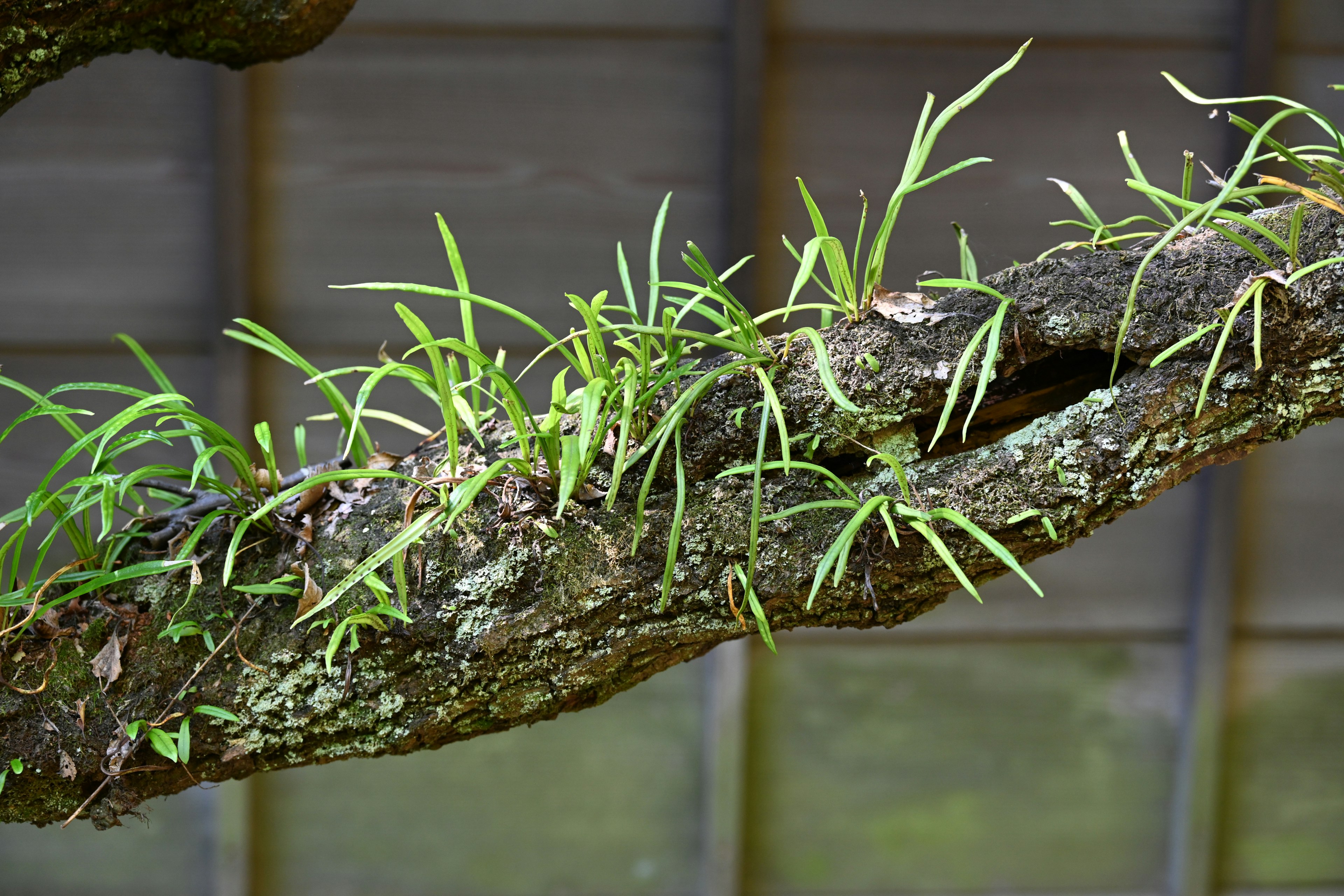 Hierba verde y musgo creciendo en una rama de árbol