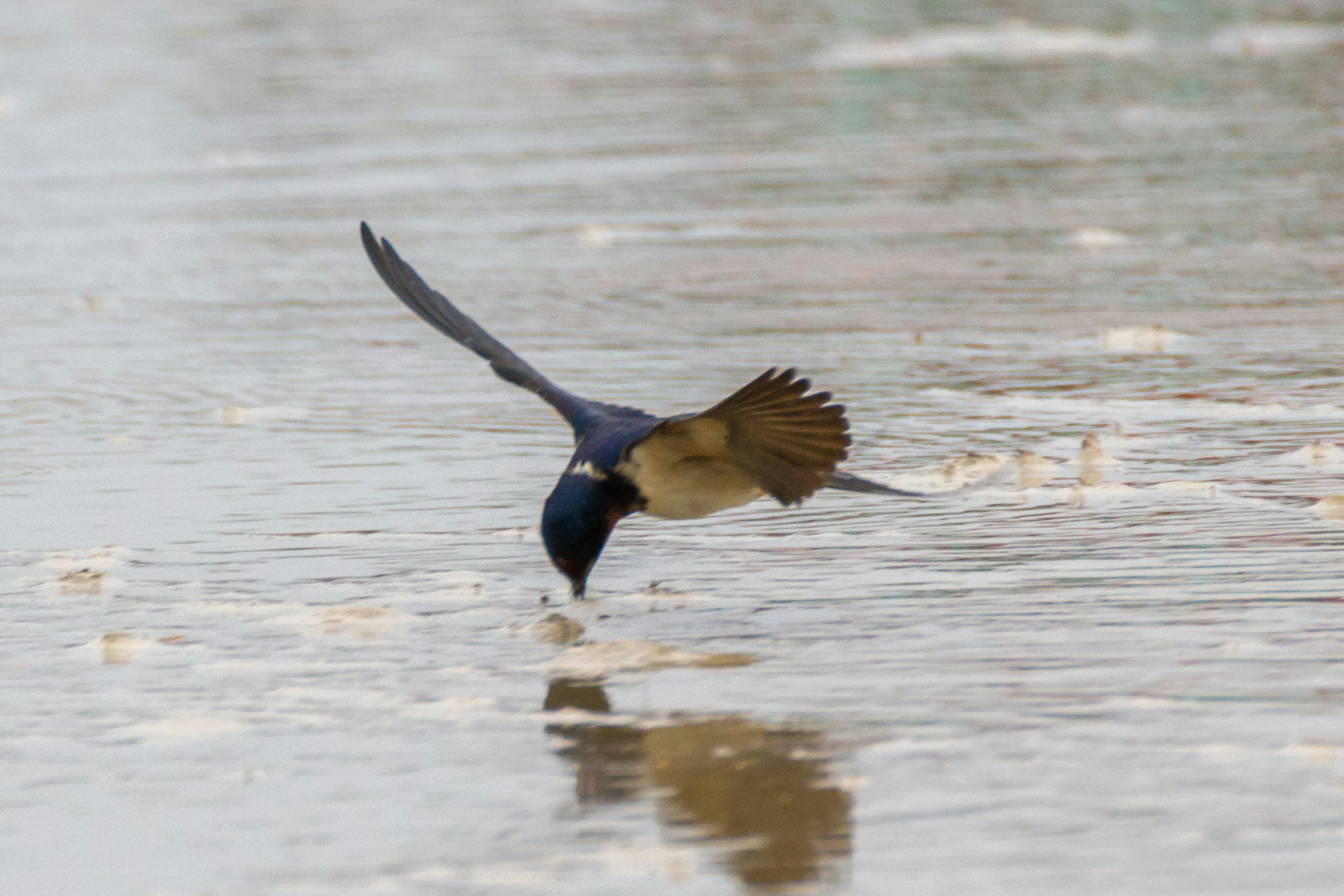 Un oiseau bleu plongeant vers l'eau pour attraper un poisson