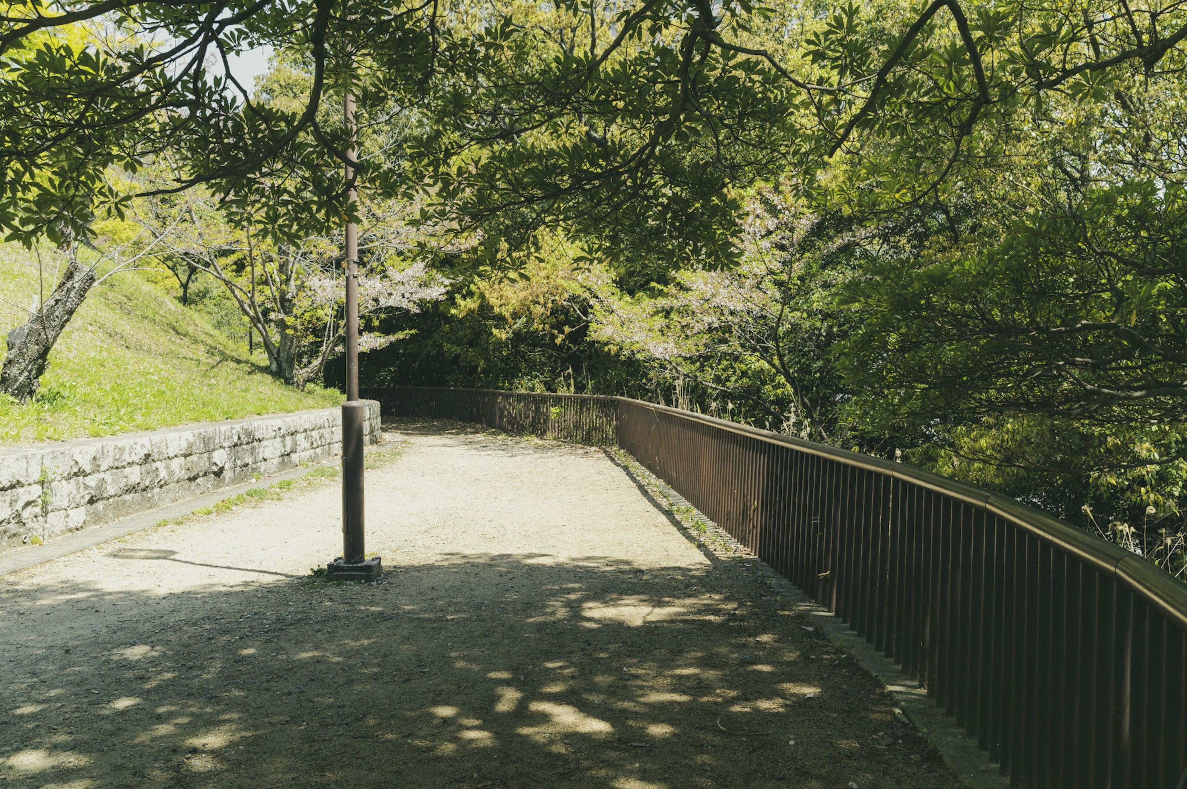 緑豊かな木々に囲まれた静かな小道の風景