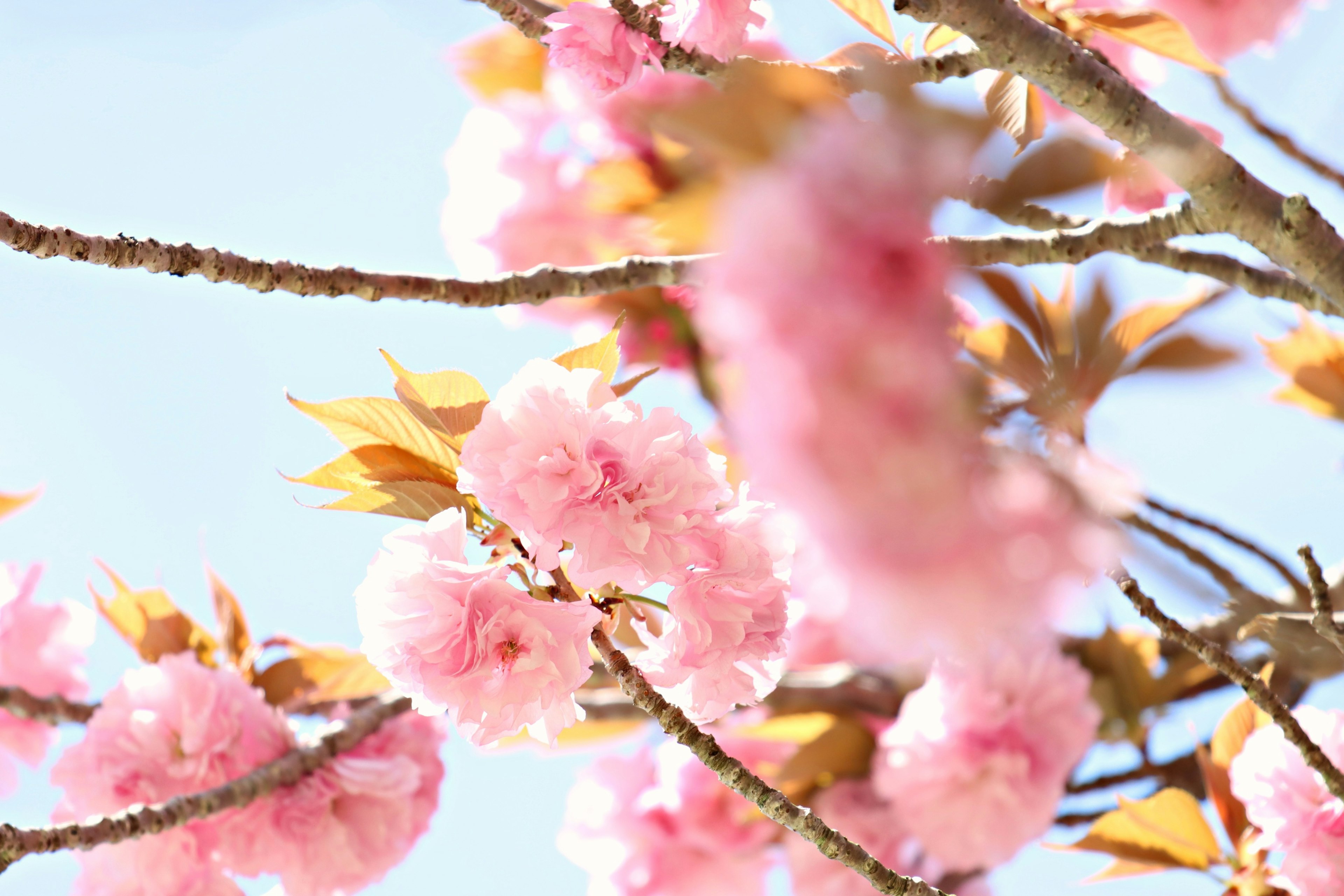 桜の花が咲いている枝のクローズアップ青空の背景