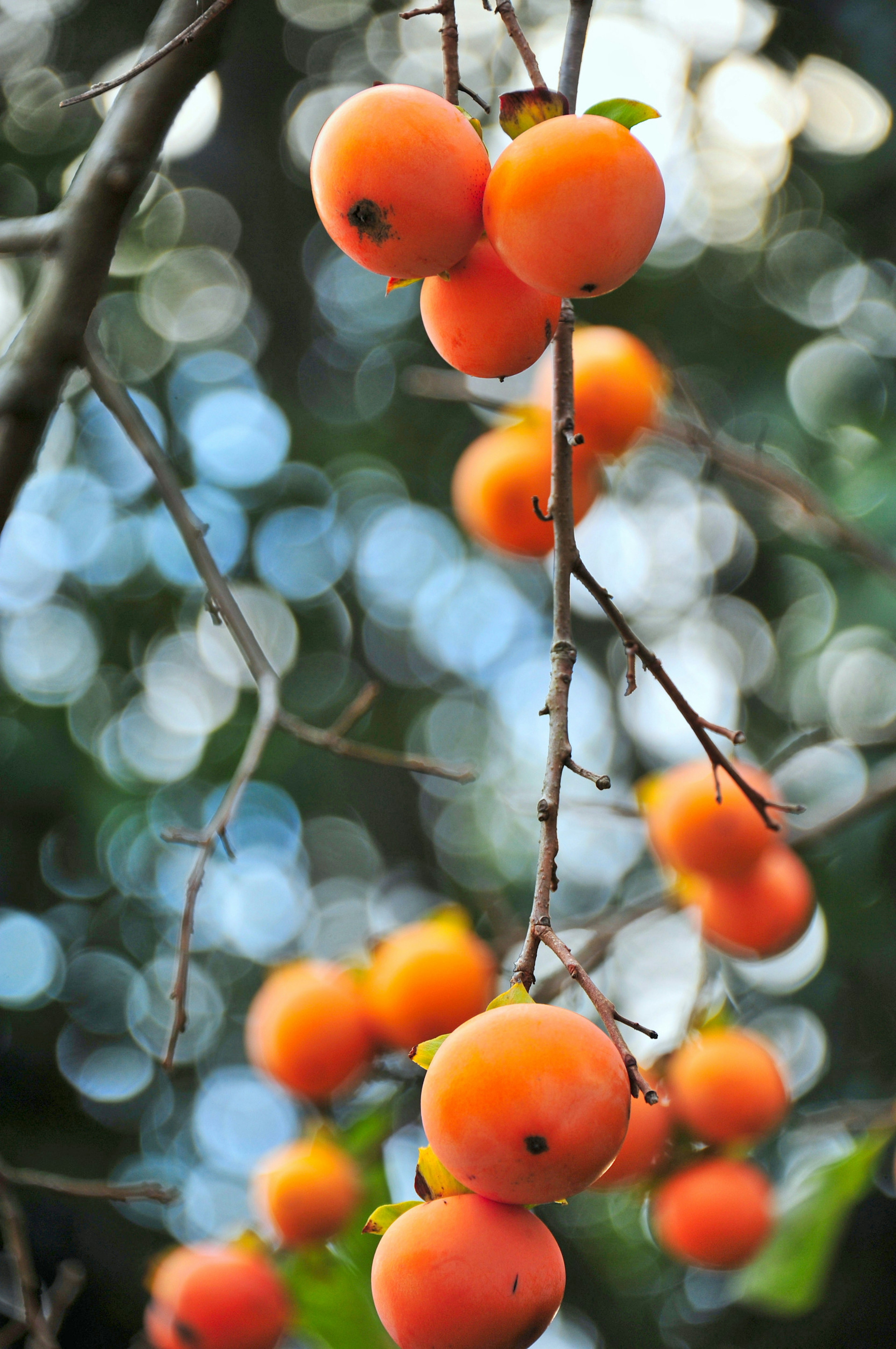 Orange persimmons hanging from branches with a blurred green background