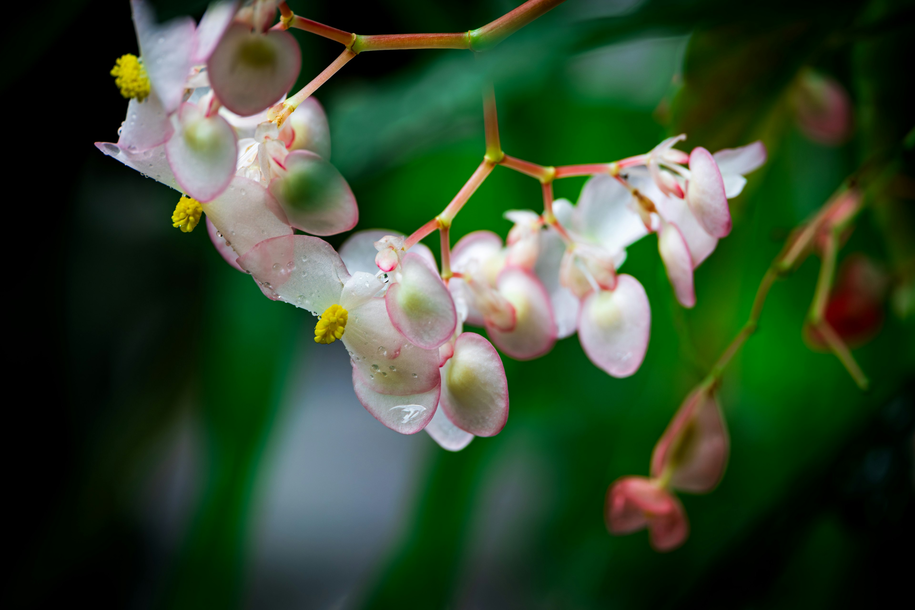 Close-up tanaman dengan bunga pink lembut dan daun hijau