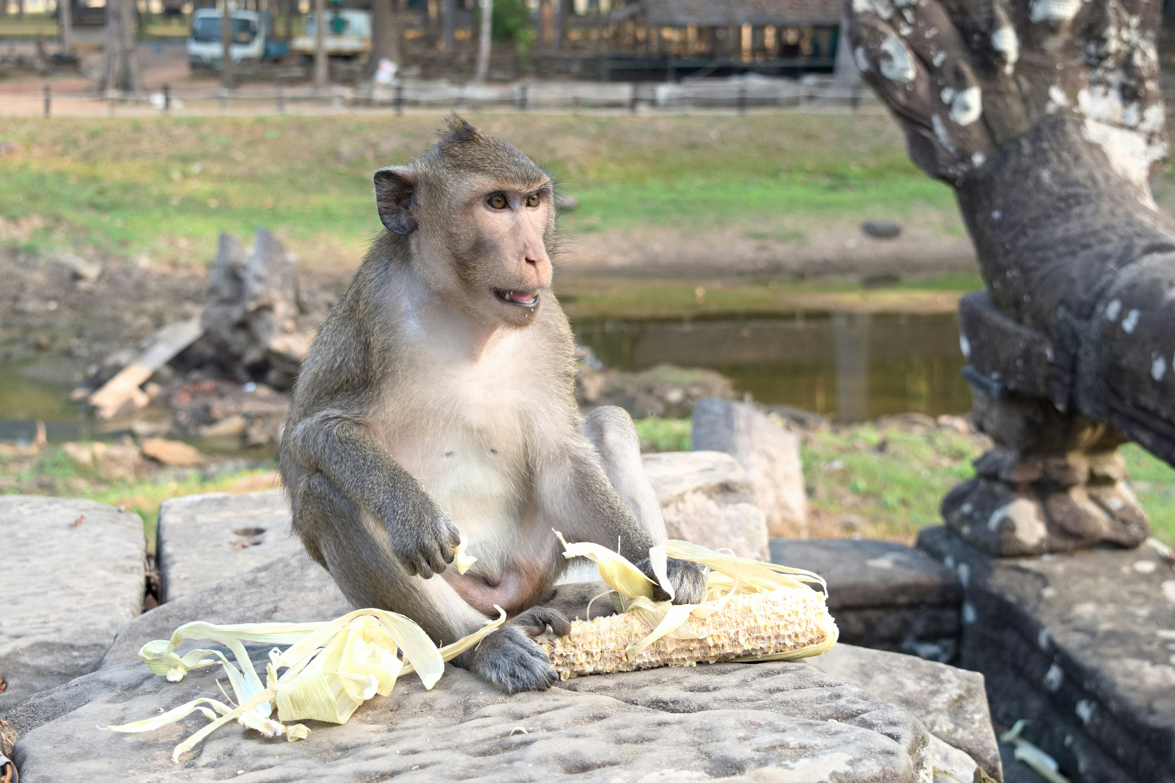 A monkey eating corn in a natural setting