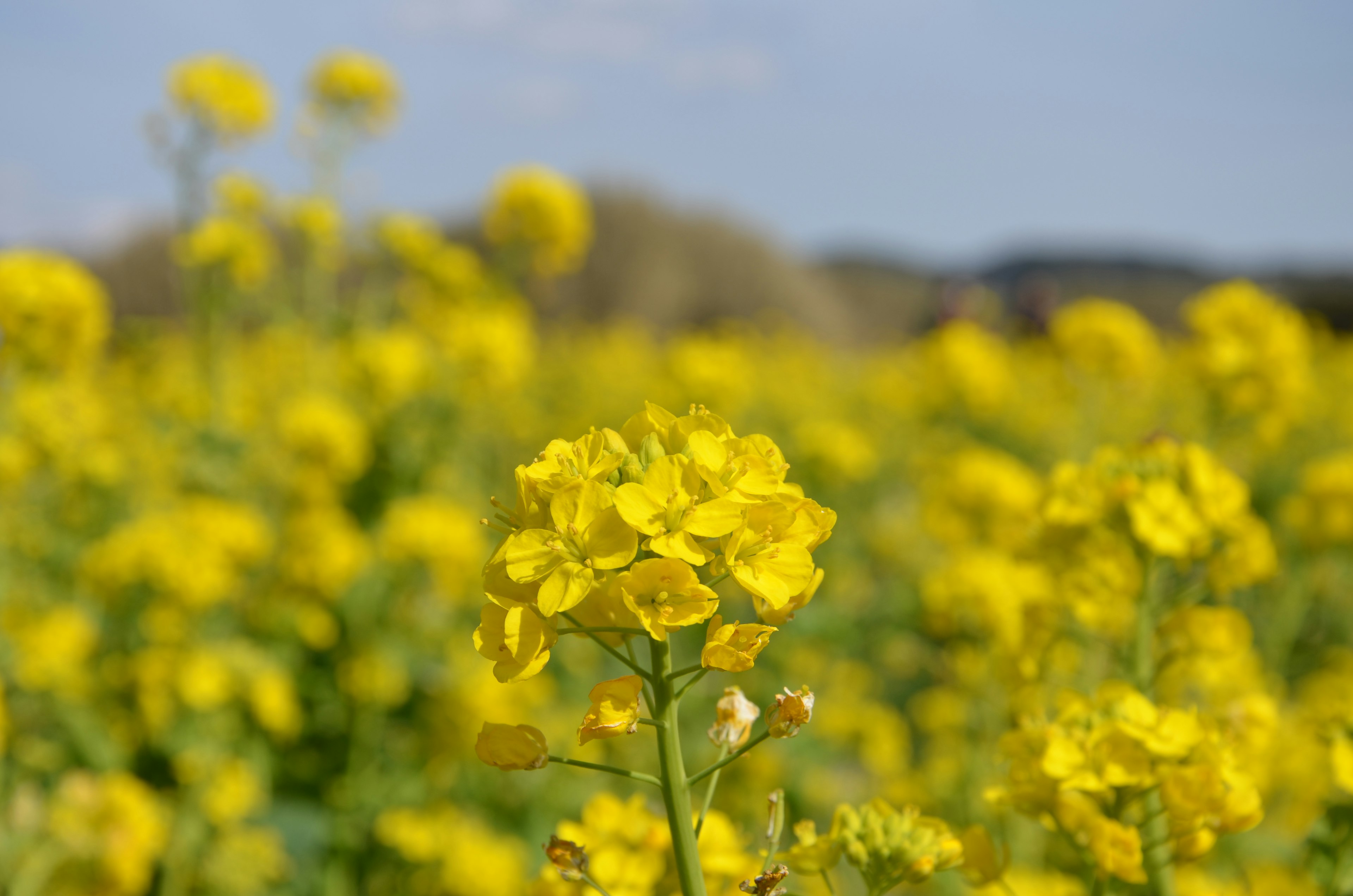 Close-up of yellow flowers in a canola field