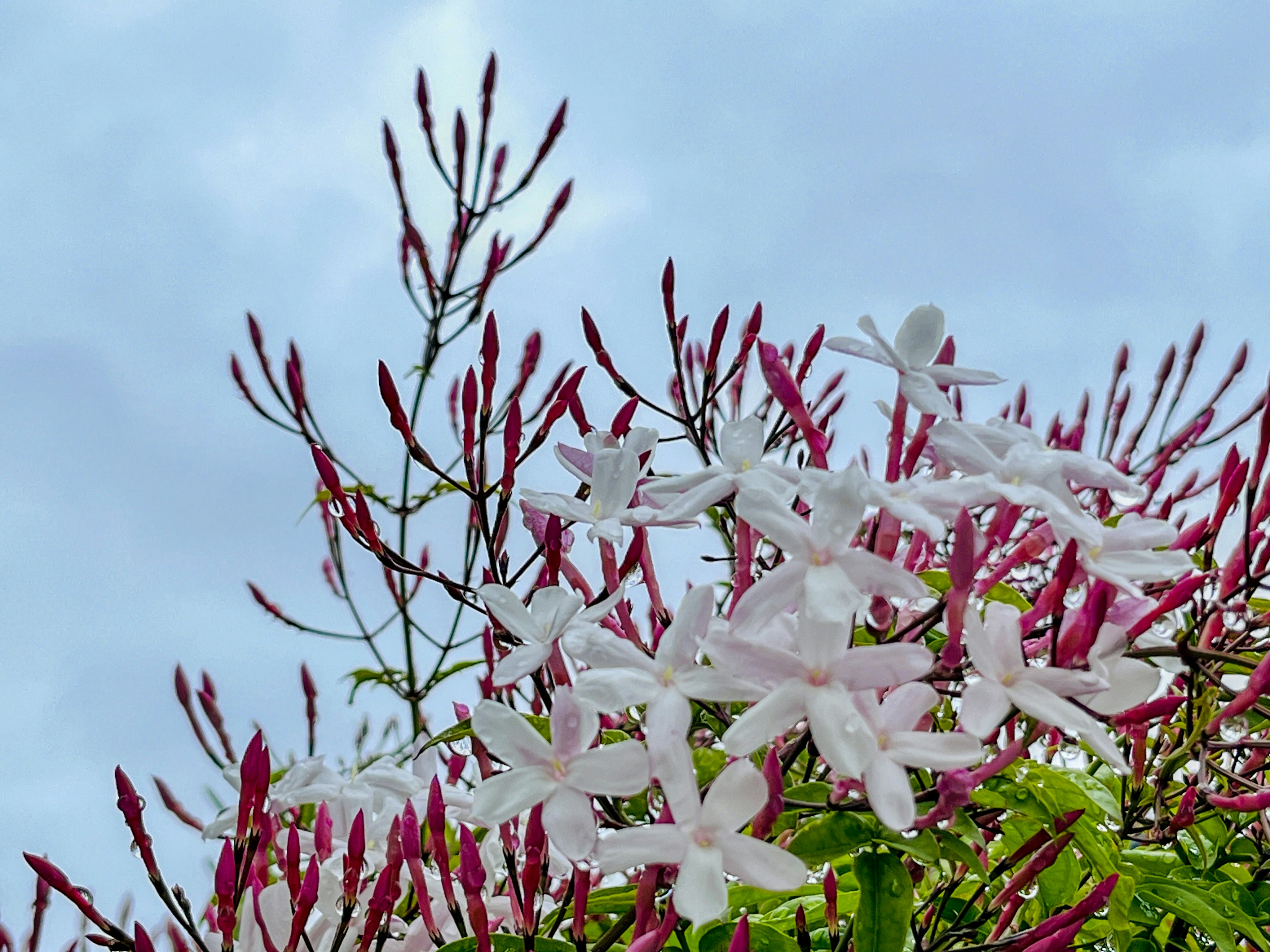 Flores de jazmín blancas floreciendo contra un cielo azul con follaje rosa