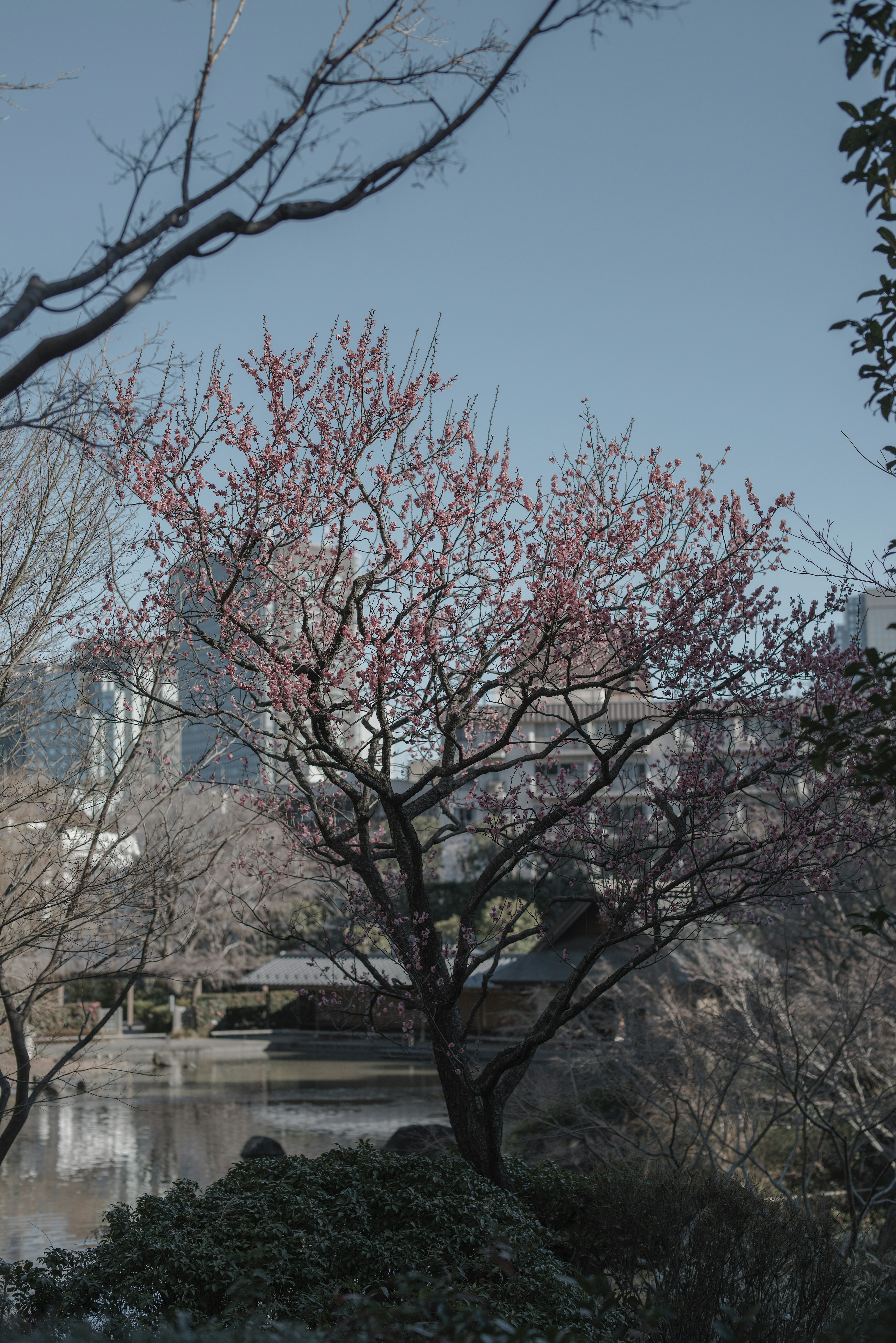 櫻花樹與城市天際線背景及寧靜的水面