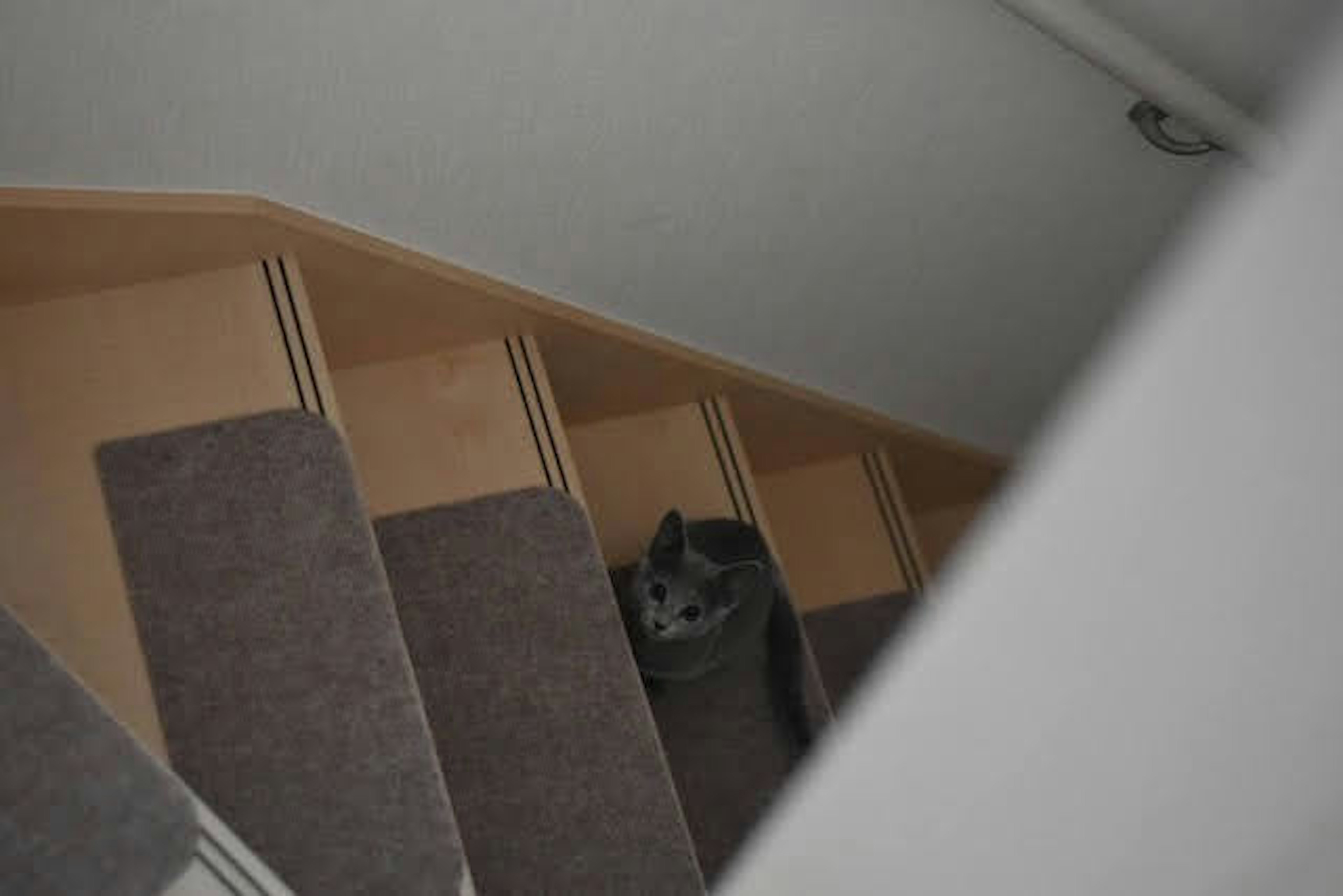 Stairs with storage space and a gray cat