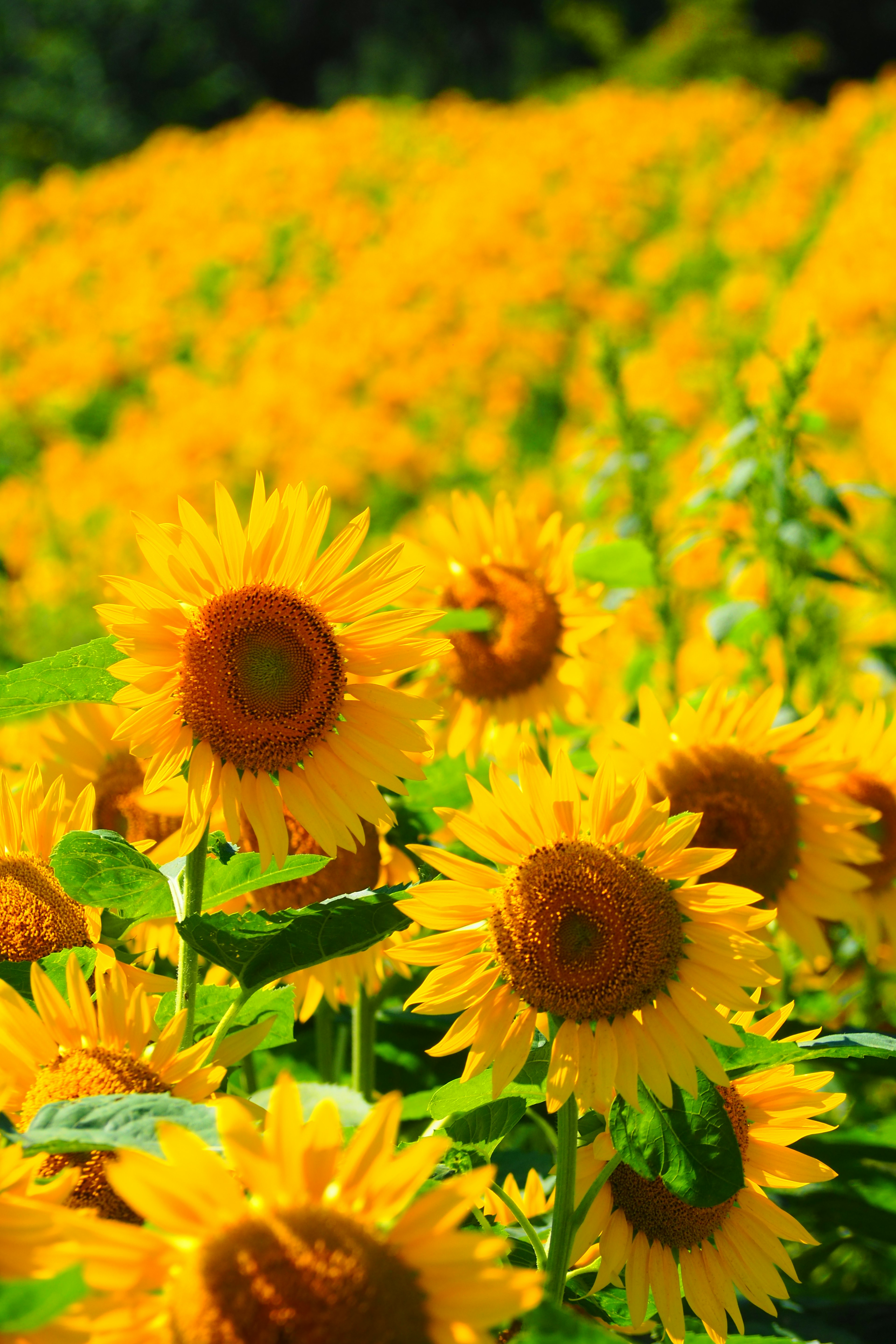 Girasoli gialli vibranti che fioriscono in un vasto campo