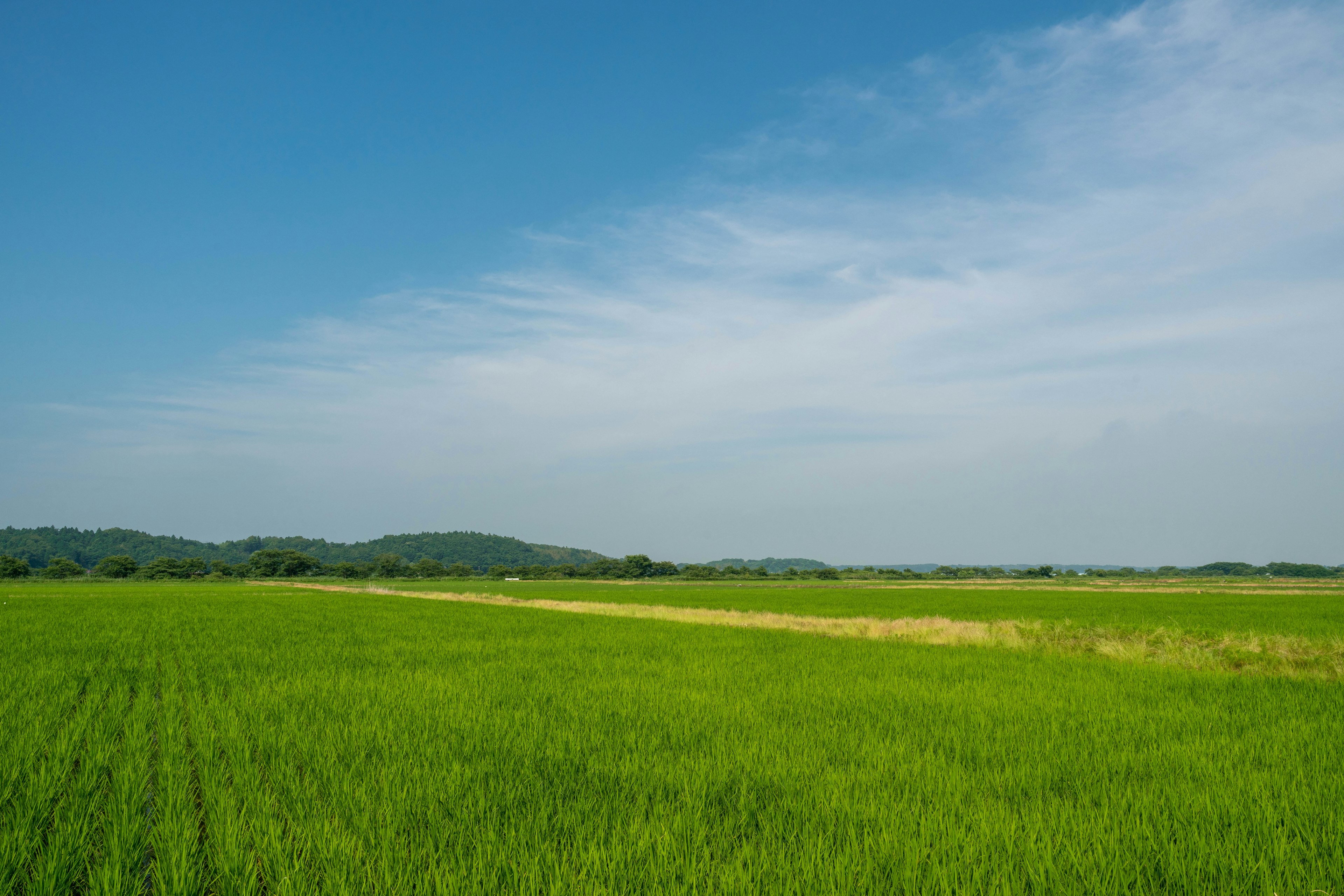 Üppiges grünes Reisfeld unter klarem blauen Himmel