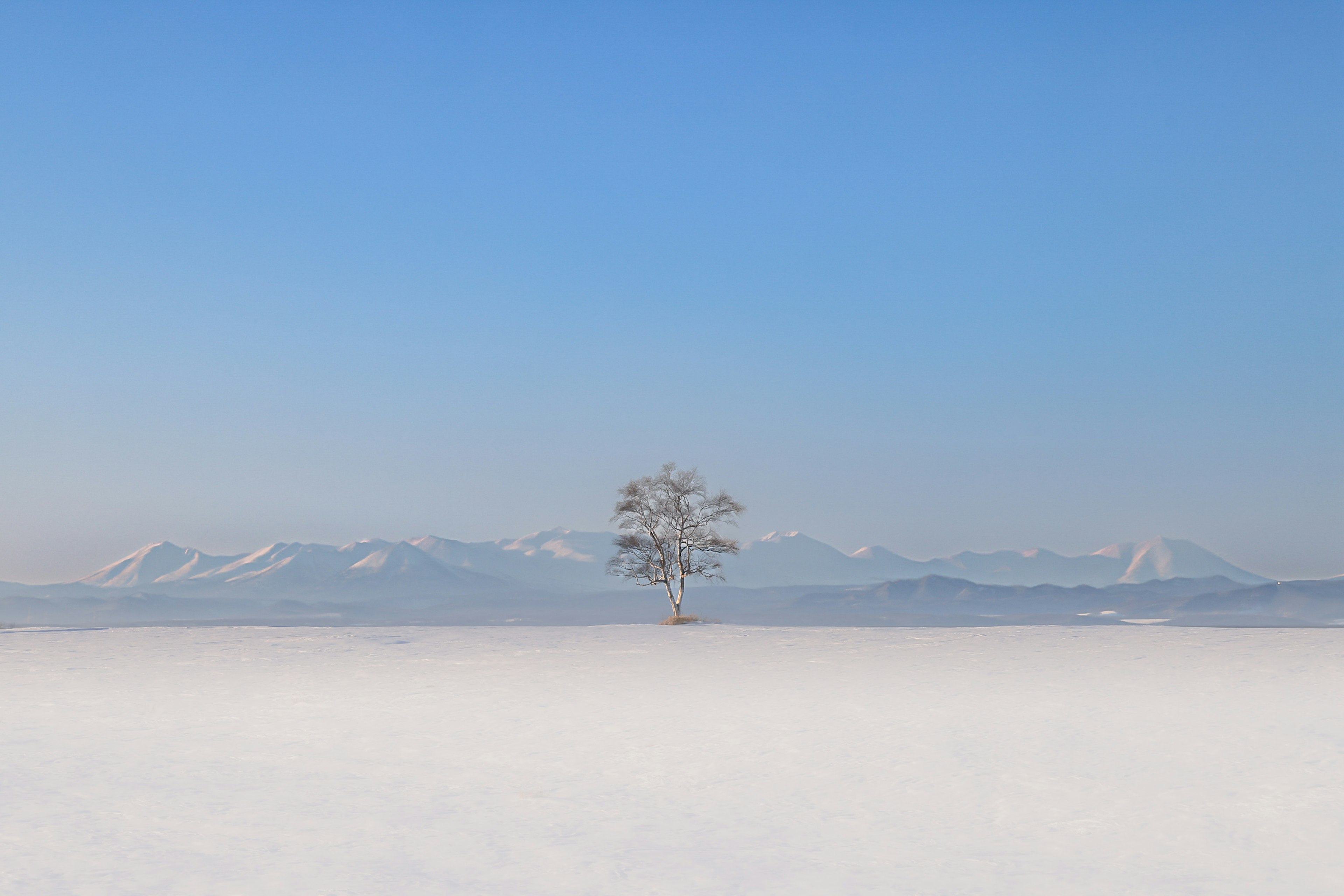 雪に覆われた平原の中央に一本の木が立ち、青空と雪山が背景に広がる風景