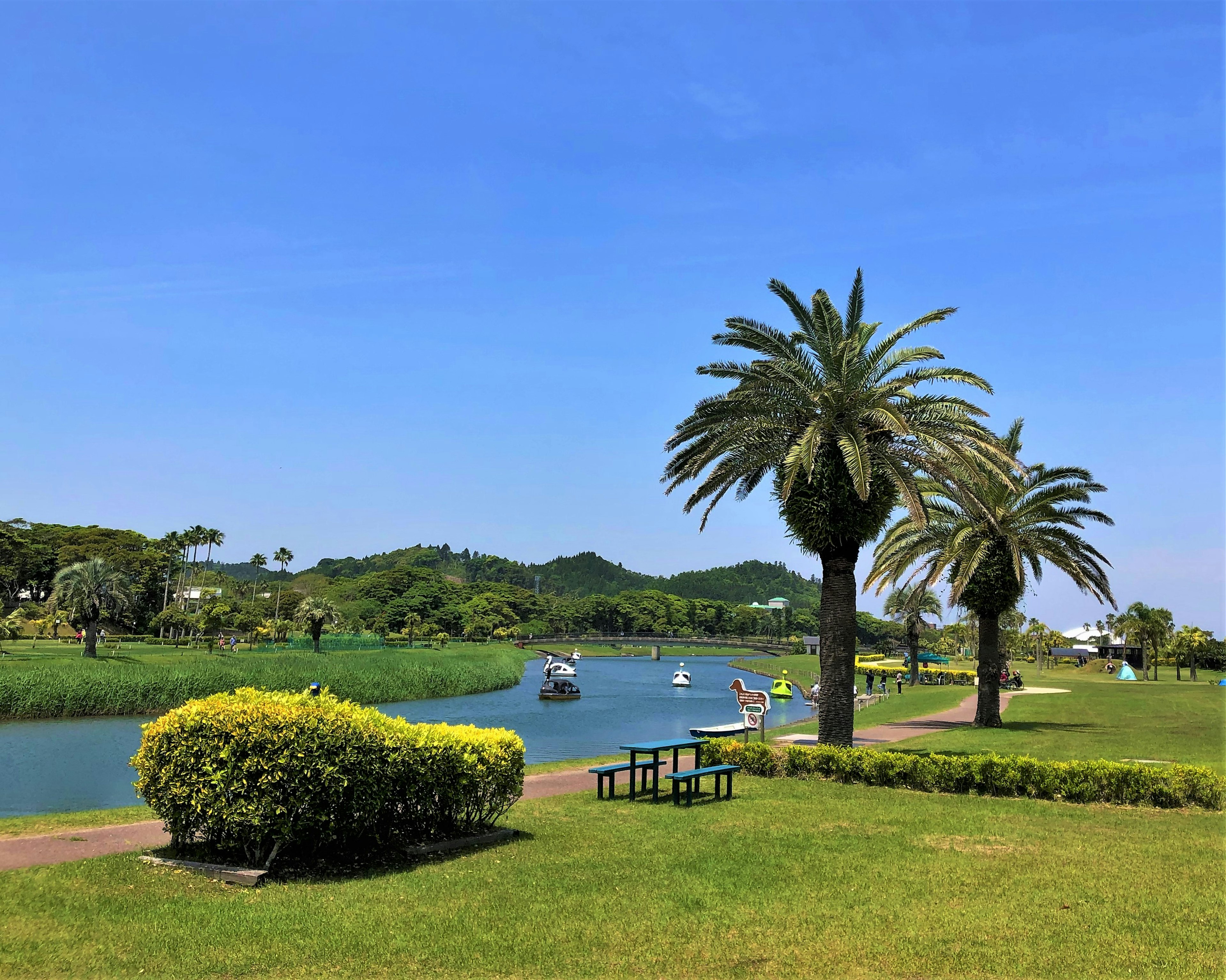 青空の下に広がる緑の公園とヤシの木、静かな川にボートが浮かぶ風景