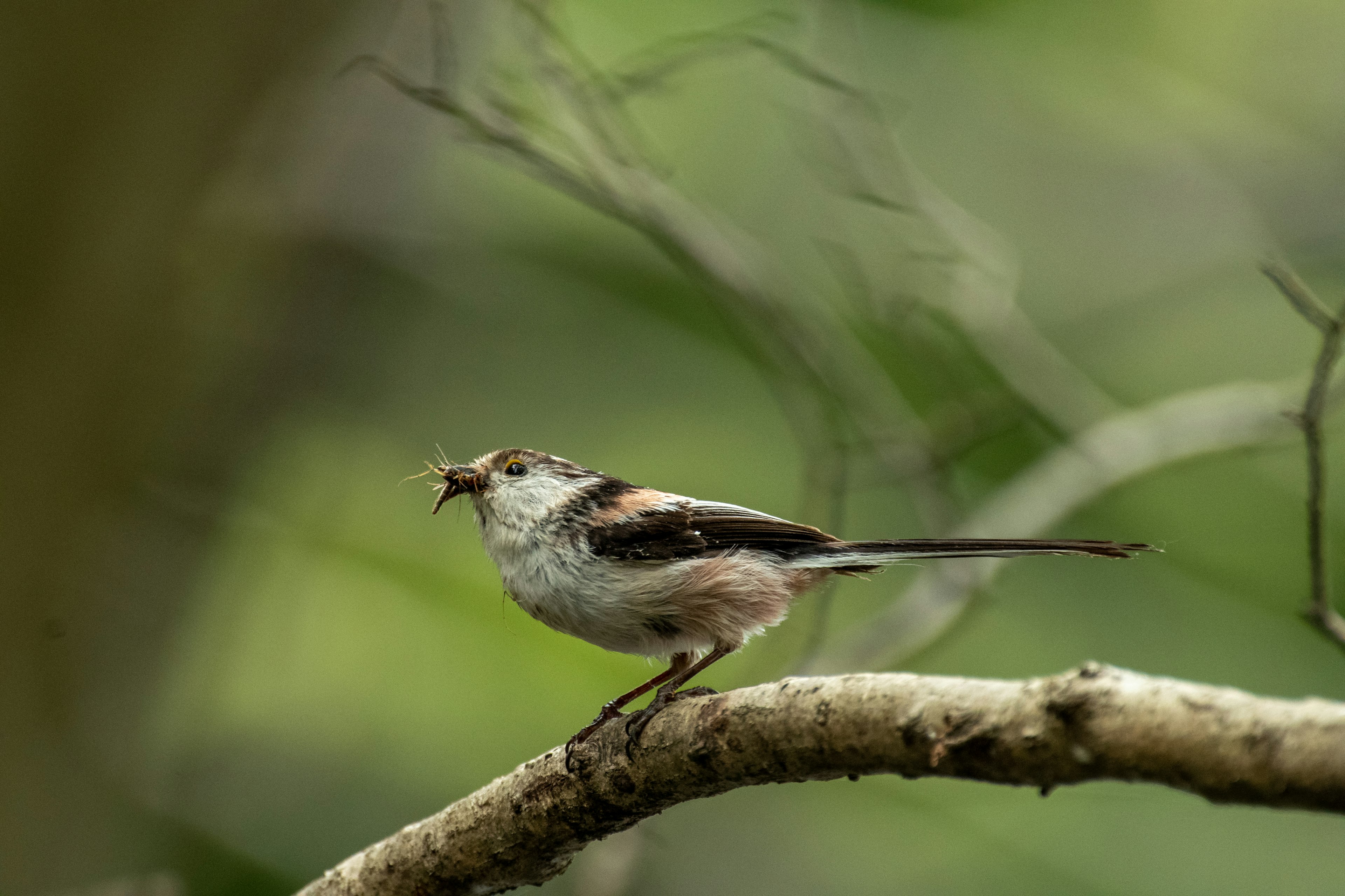 枝に止まっている小さな鳥の画像 鳥は灰色と茶色の羽を持ち 長い尾を持っている