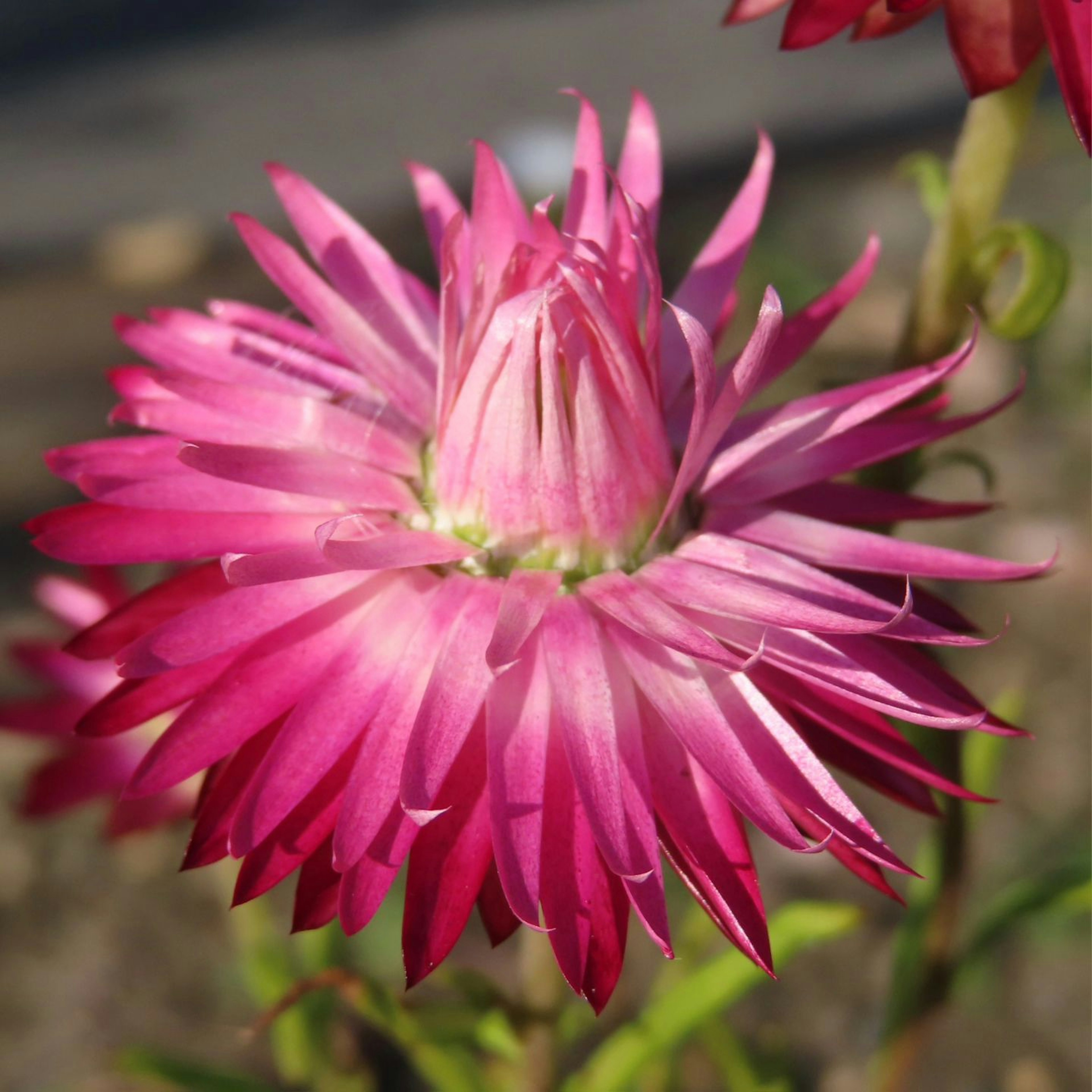 Primo piano di un fiore rosa vibrante con petali spinosi