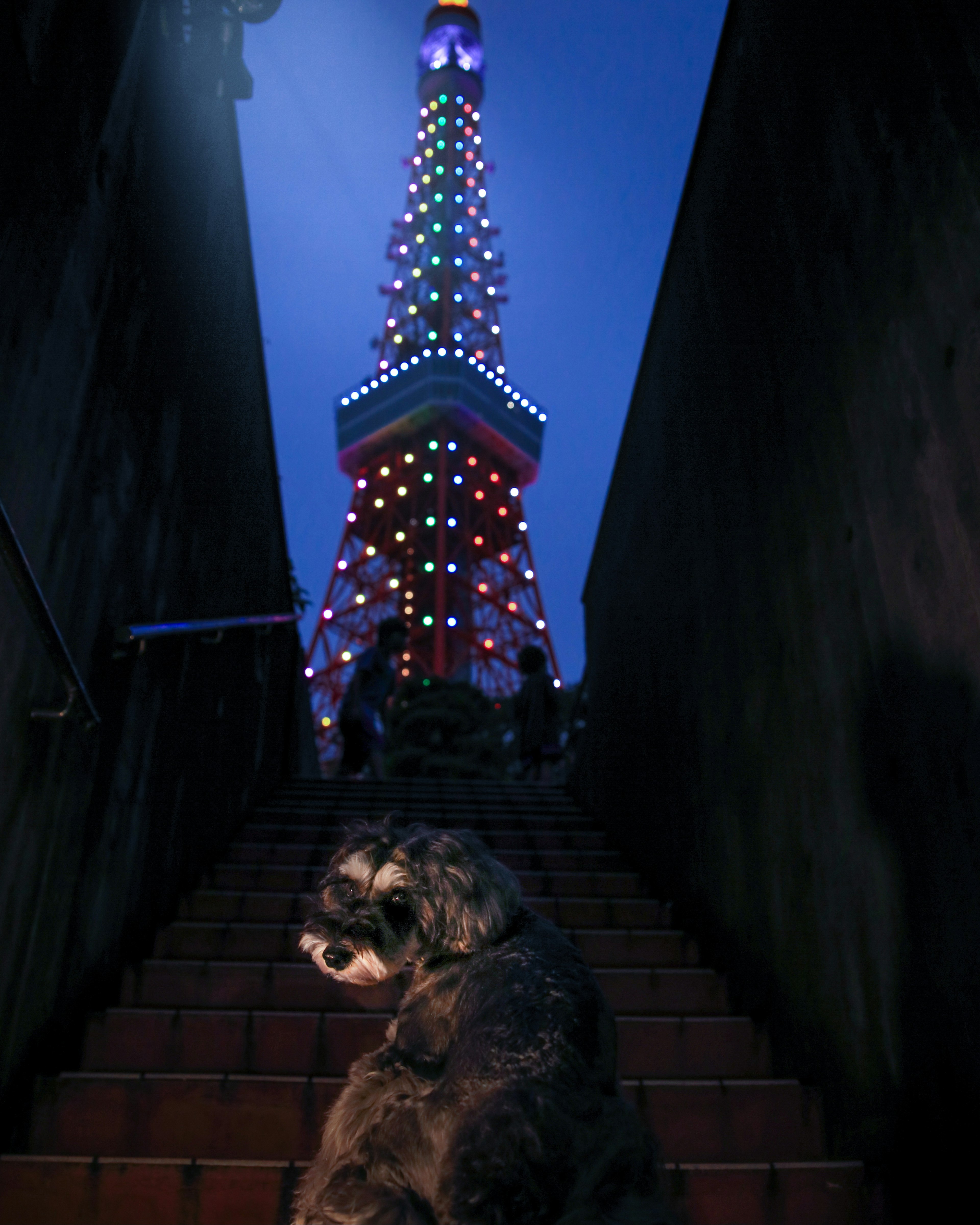 夜の東京タワーを背景にした階段を上る犬