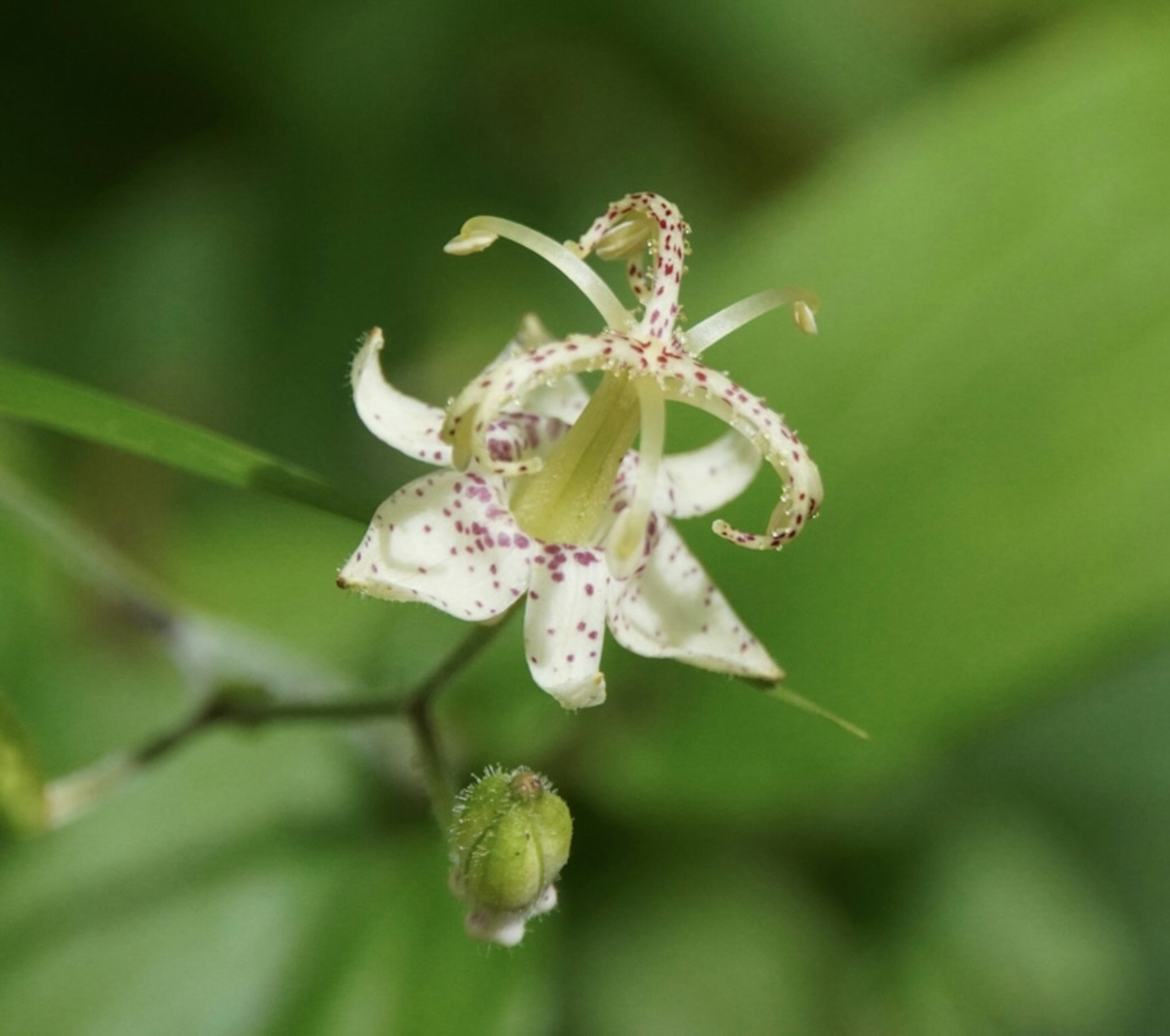 Fiore unico con petali bianchi e macchie viola circondato da foglie verdi