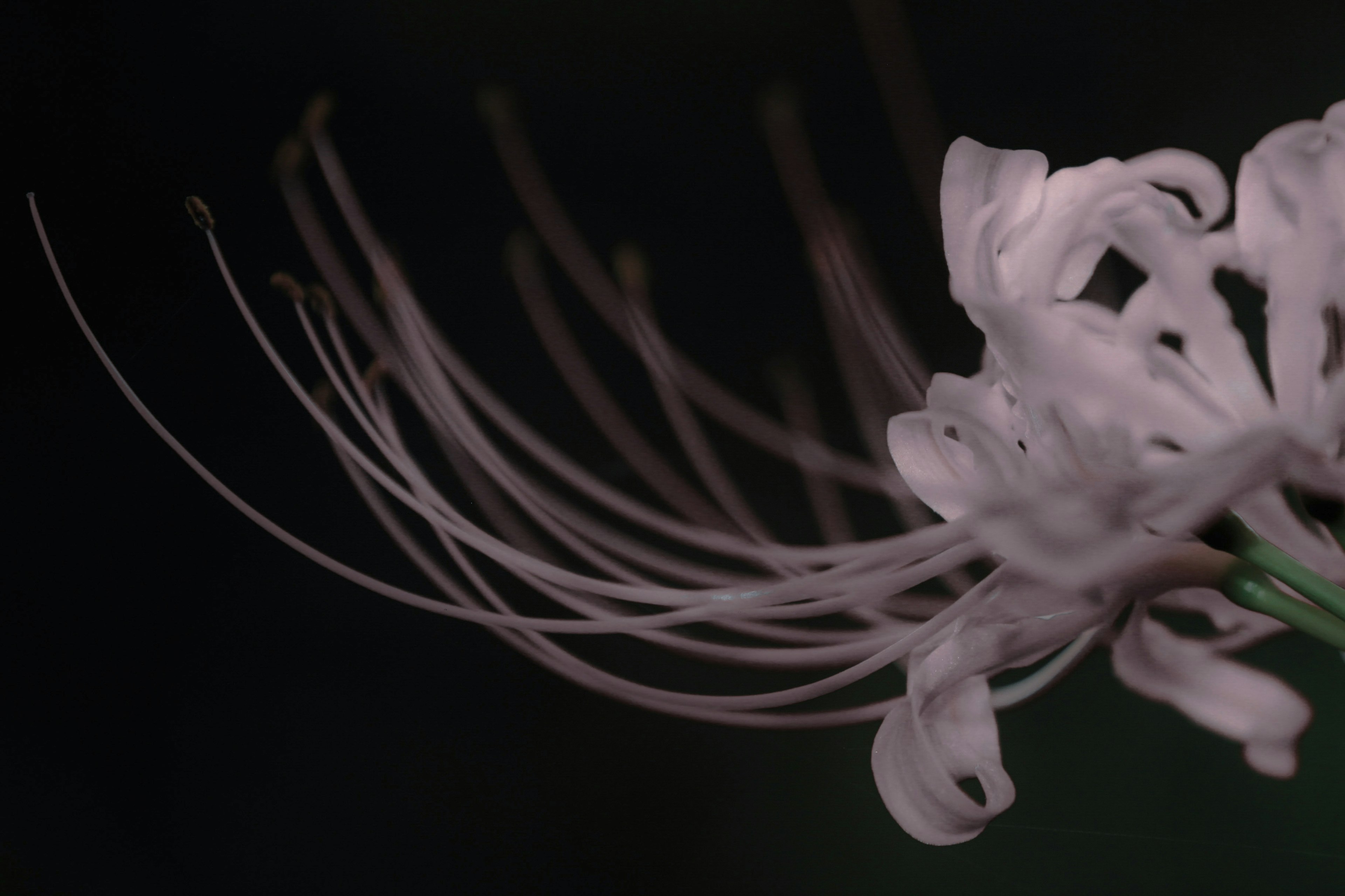 薄紫色の花のクローズアップで、細長い花びらと暗い背景が特徴