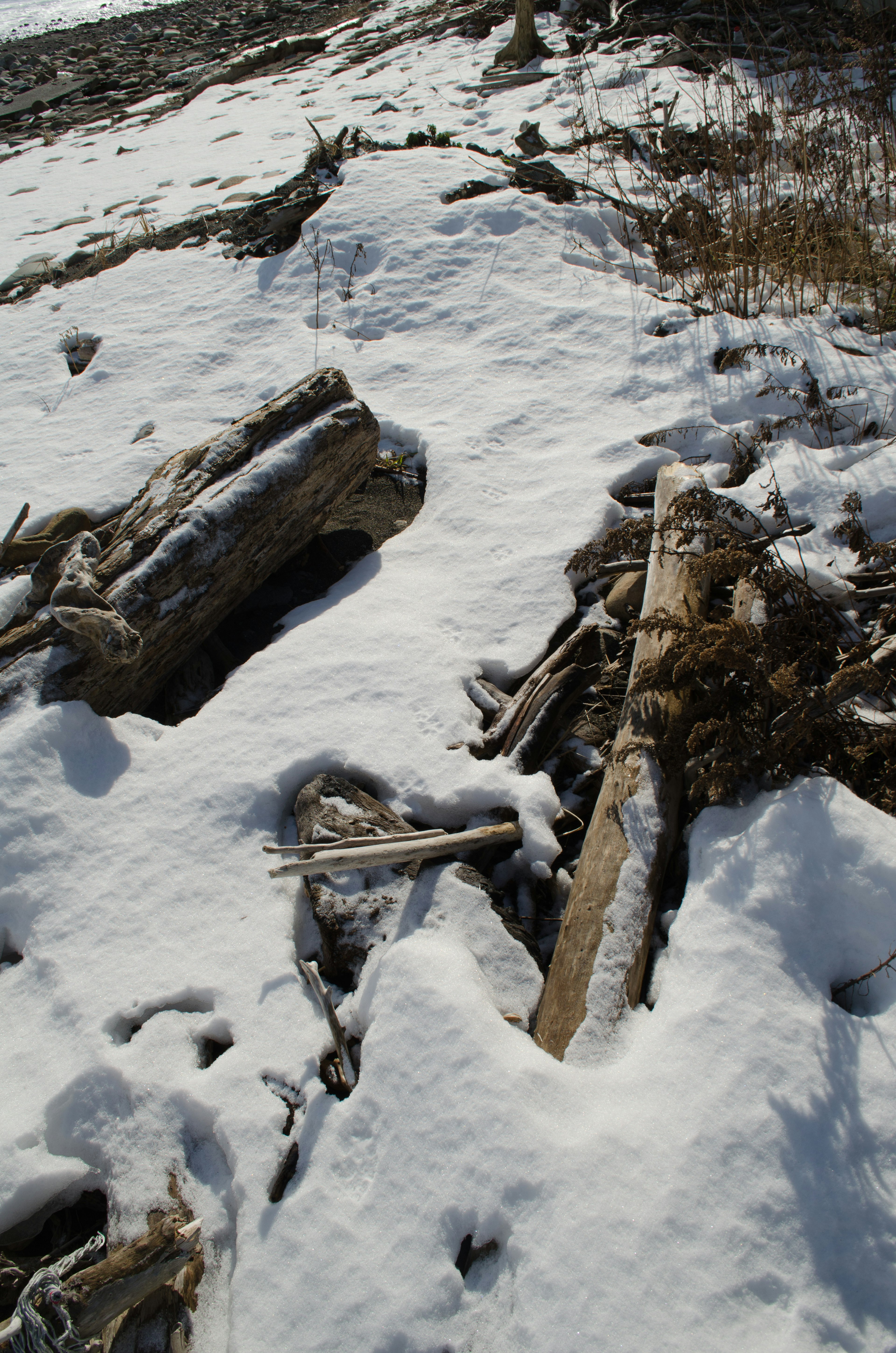 Tronchi e rami su un terreno coperto di neve