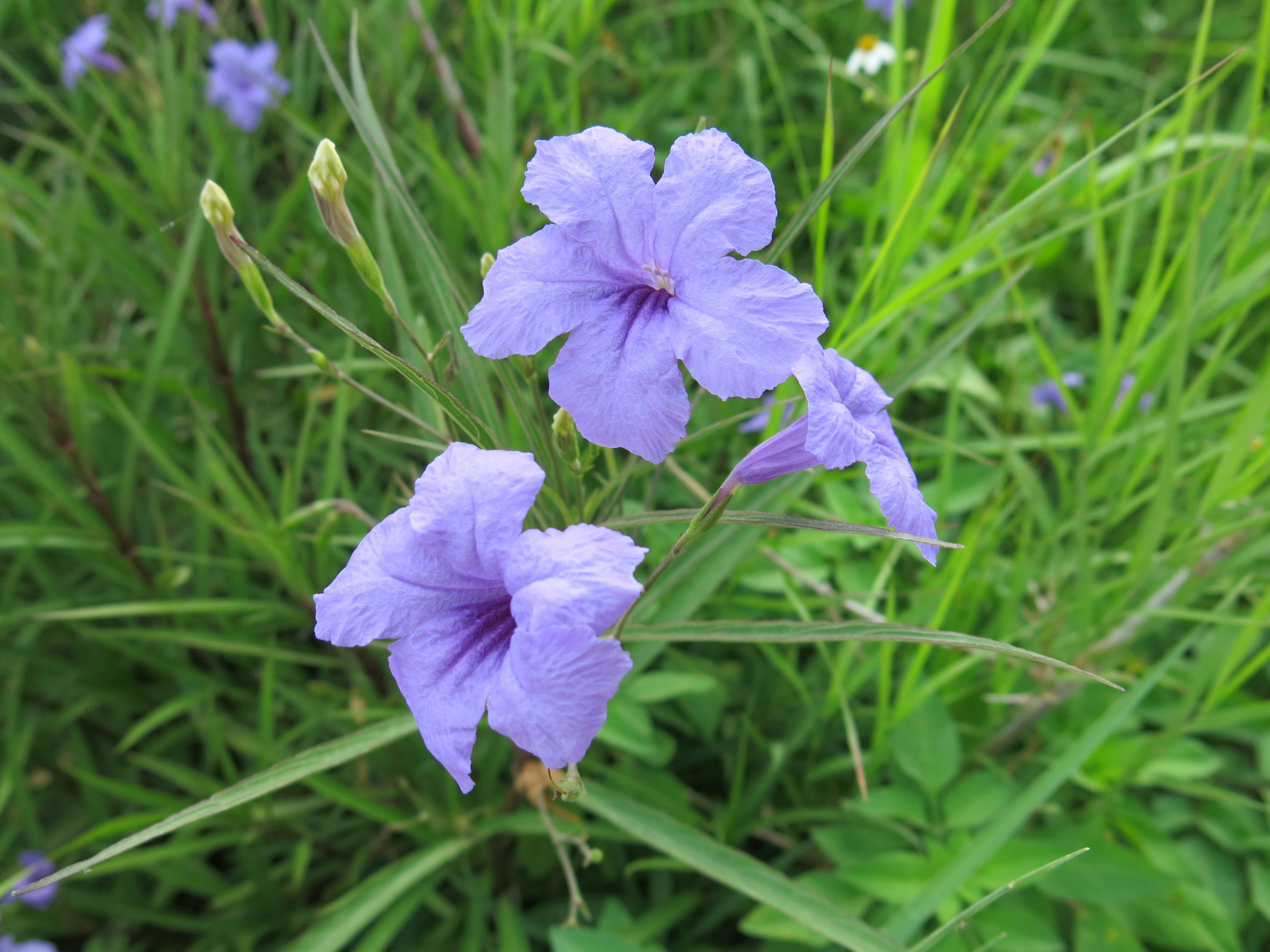 Gros plan sur des fleurs violettes fleurissant parmi l'herbe verte