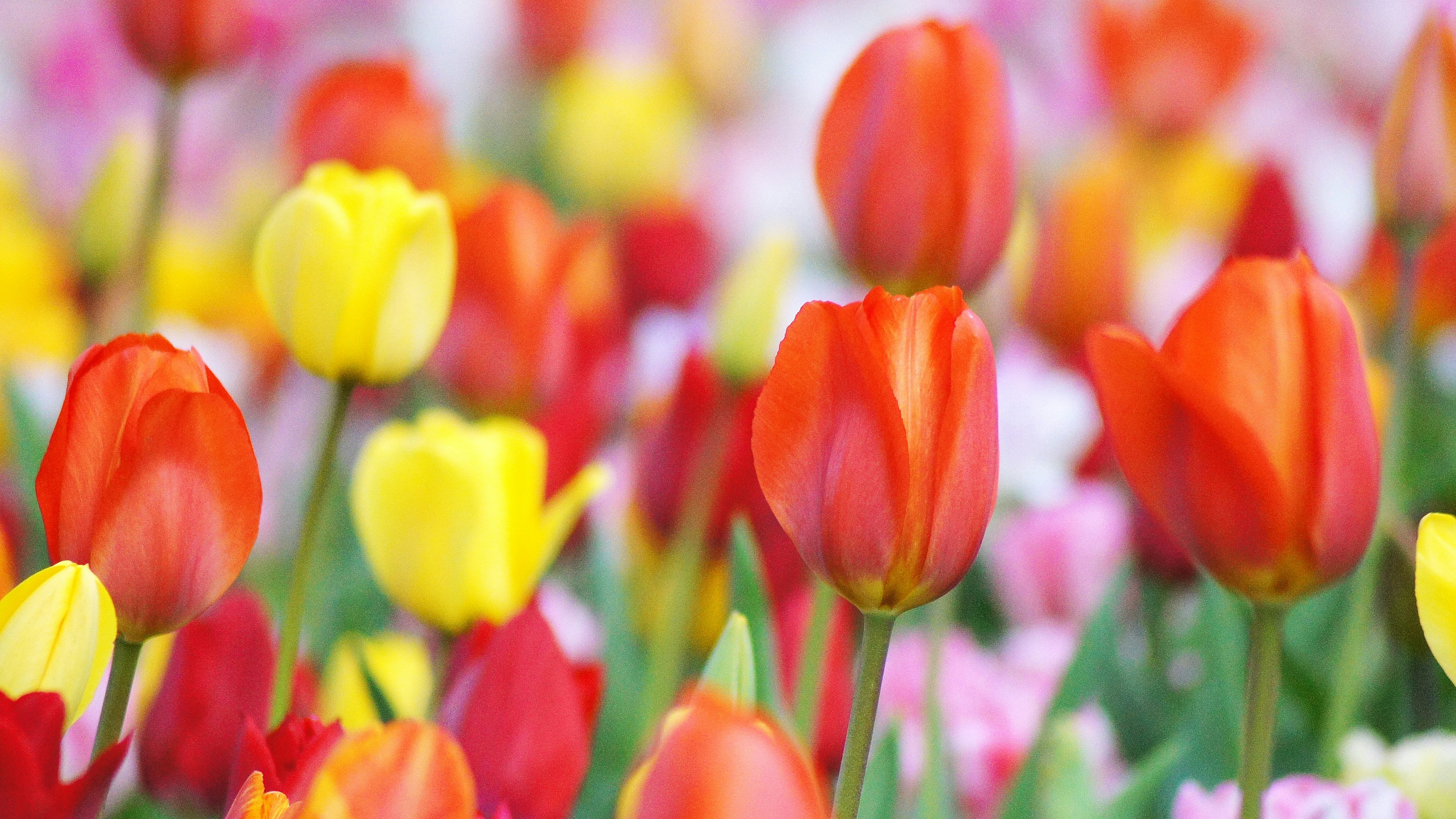 Tulip merah dan kuning yang cerah mekar di ladang bunga