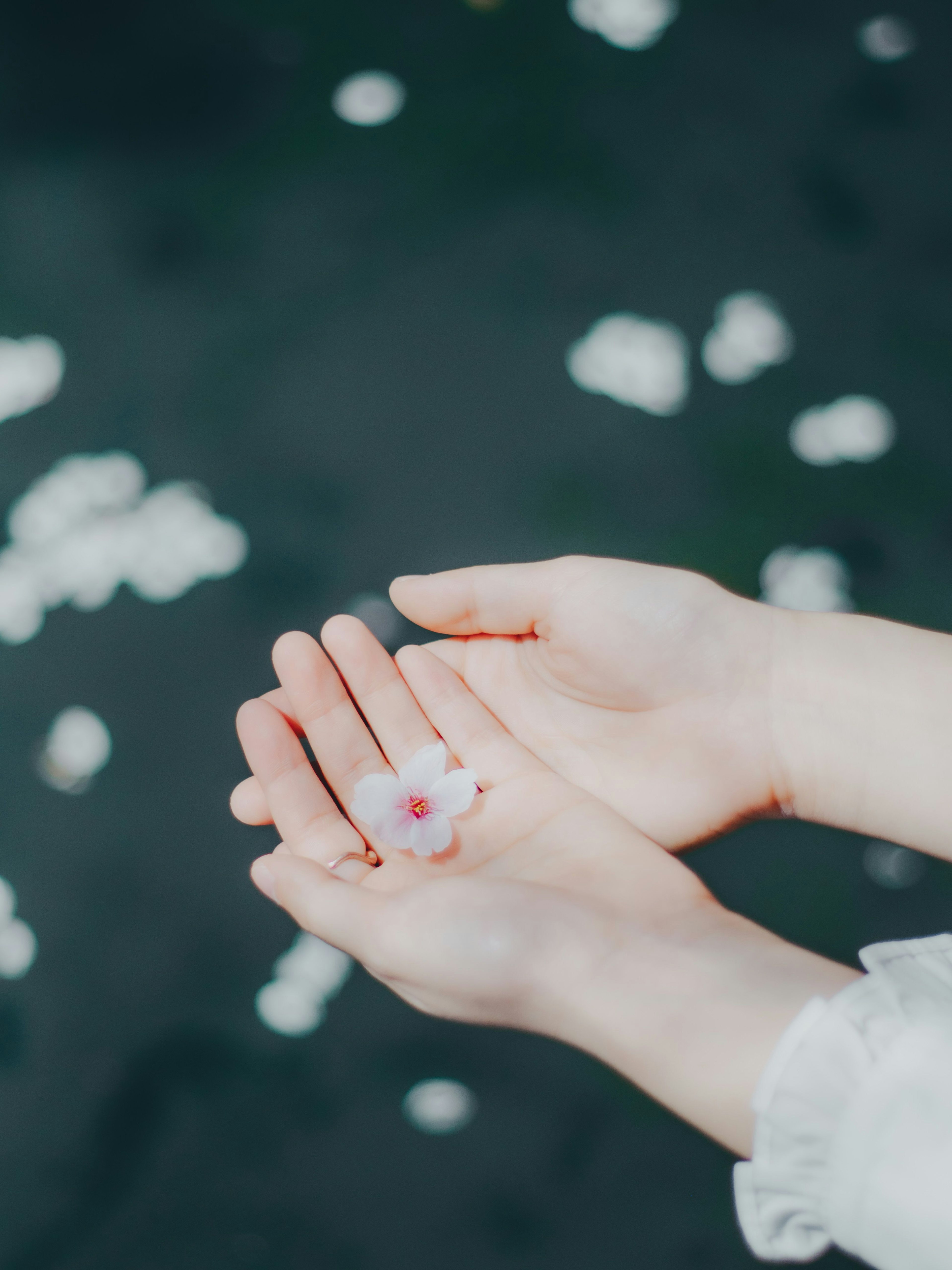 Sekelompok tangan memegang kelopak bunga sakura dengan kelopak mengapung di latar belakang