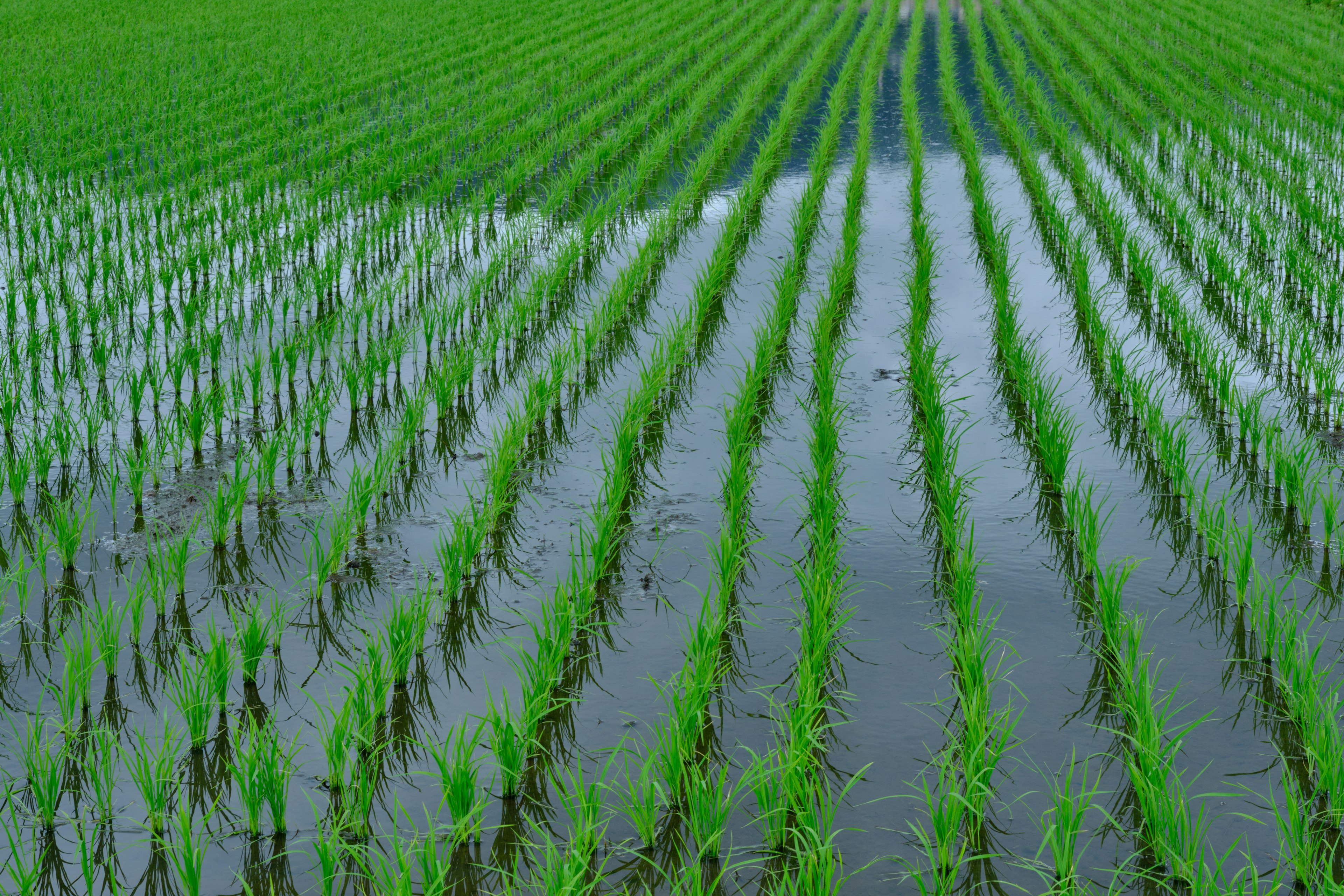 Pemandangan sawah hijau subur dengan barisan padi yang lurus terpantul di air