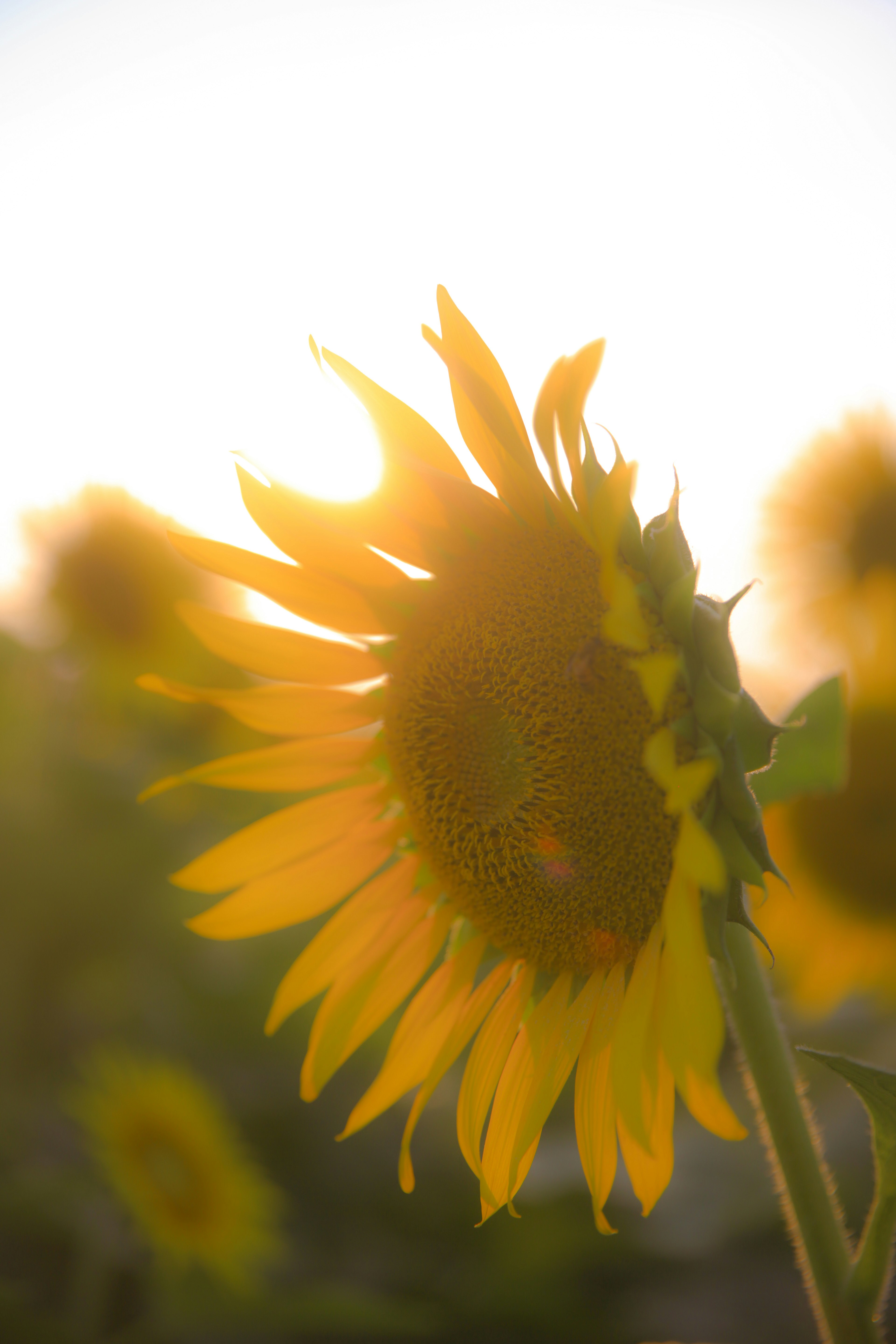 Nahaufnahme einer Sonnenblume vor einem hellen Hintergrund