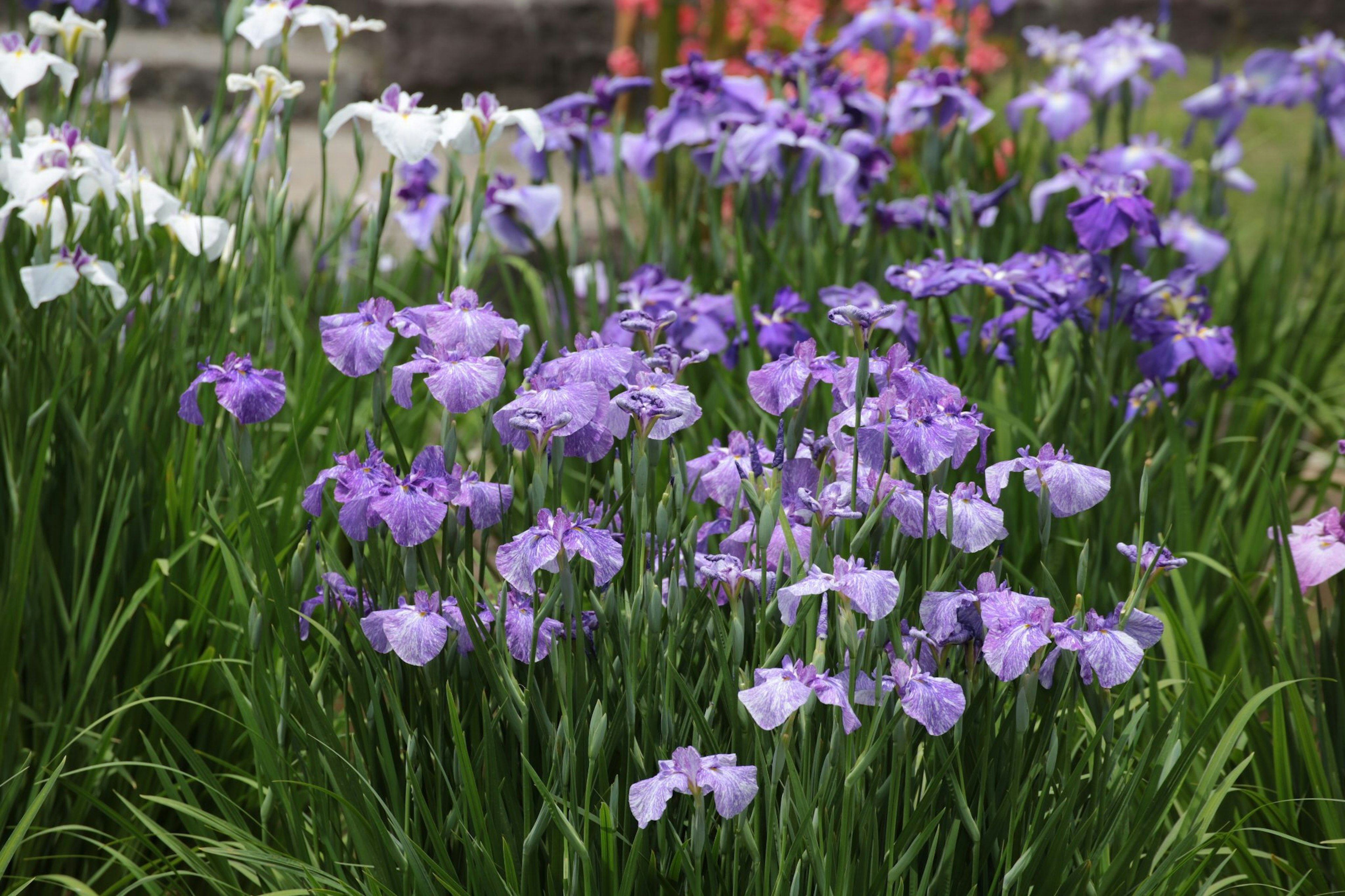 Grupo de flores de iris moradas floreciendo en un jardín