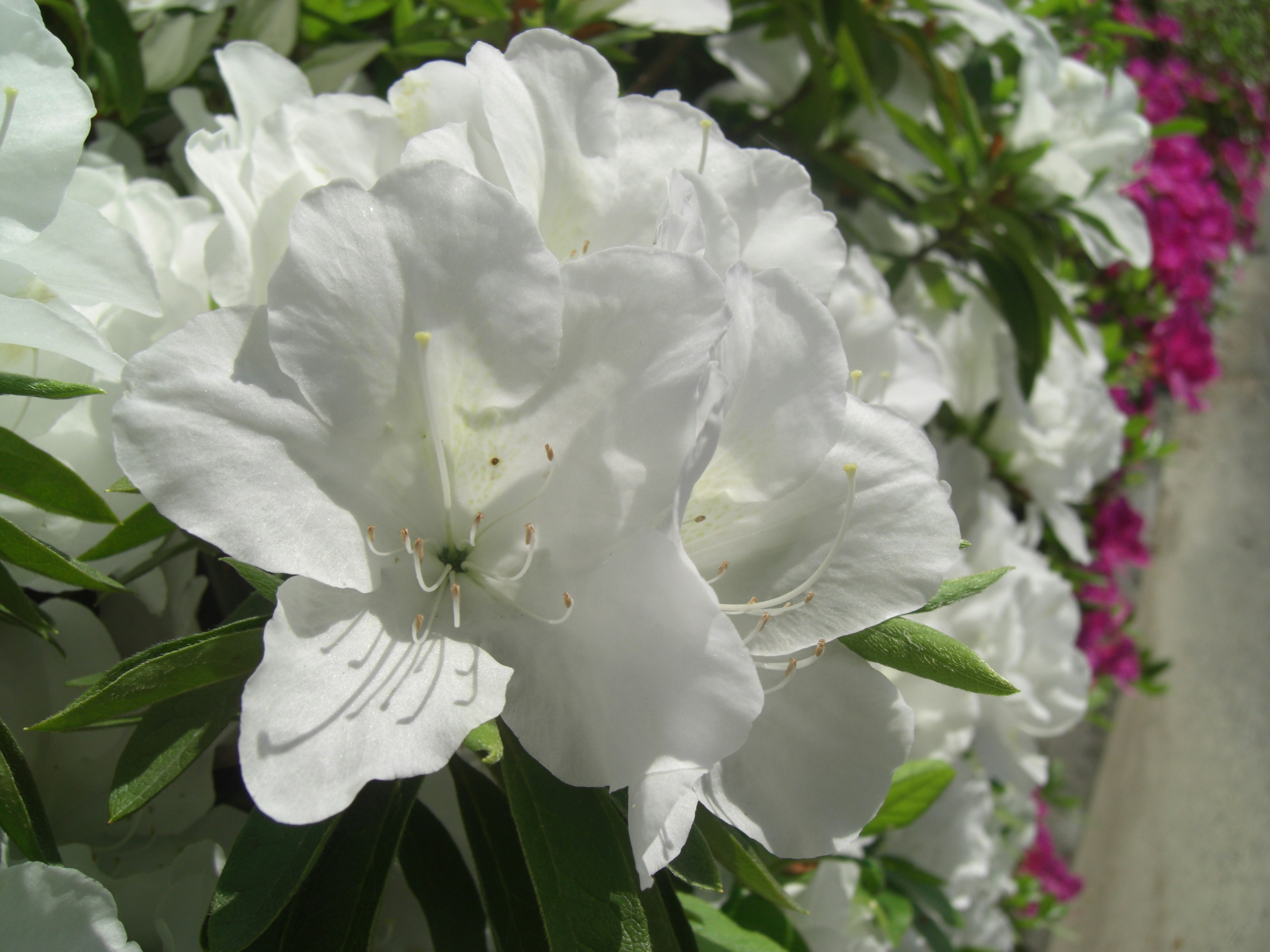 白いツツジの花が咲いている様子